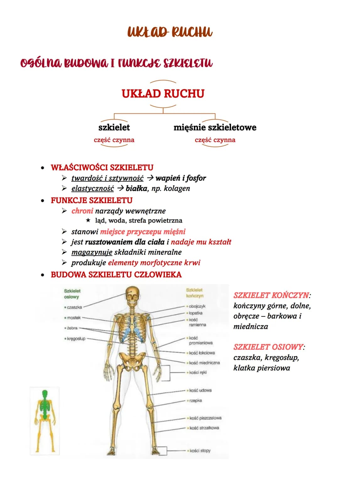 # UKŁAD RUCHI
OGÓLNA BUDOWA I FUNKCJE SZKIELETU
# UKŁAD RUCHU
szkielet
mięśnie szkieletowe
część czynna
część czynna
* WŁAŚCIWOŚCI SZKI
