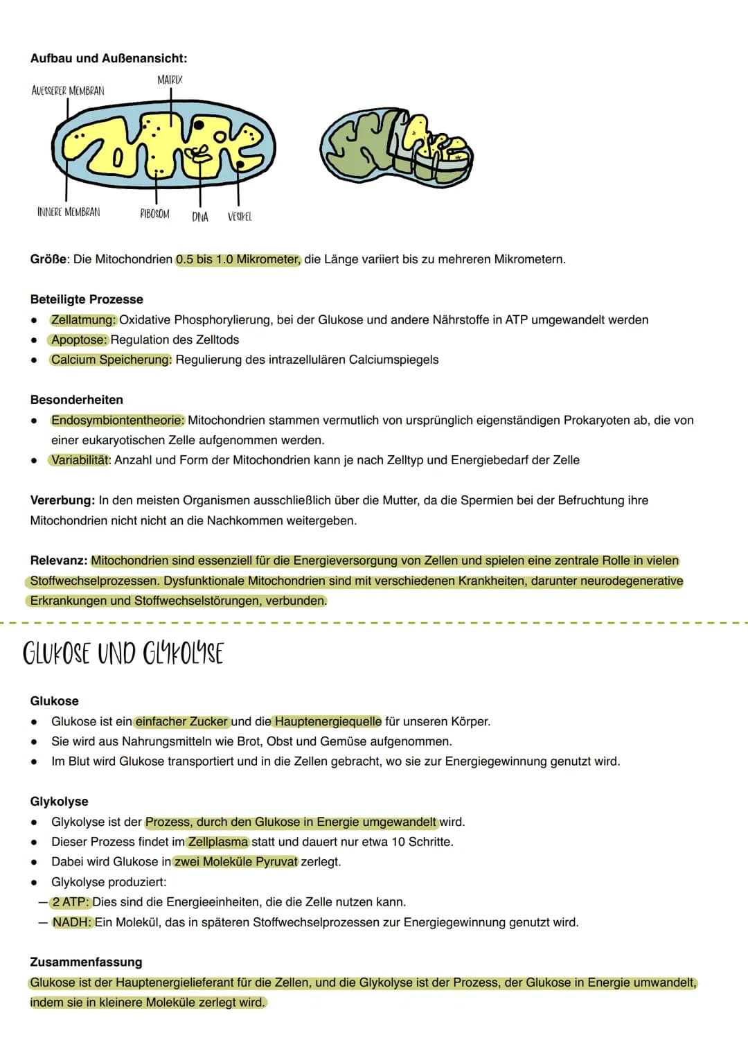 # BIOLOGIE LERNZETTEL
THEMEN: ENZIME, KATABOLISMUS UND ANABOLISMUS, ATP, MEMBRANAUFBAU/BIOMEMBRAN, ZELLPLASMA, MITOCHONDRIEN, GLYKOLYSE/GLU