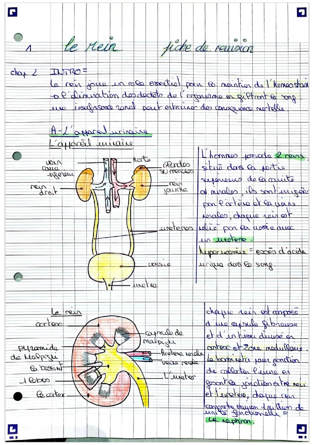 day t
Π
le milieu interieur fiche de reisin
INTRO =
le corps human est compose d'environ 65% d'can.
L'eau est on ponconance en movement ent