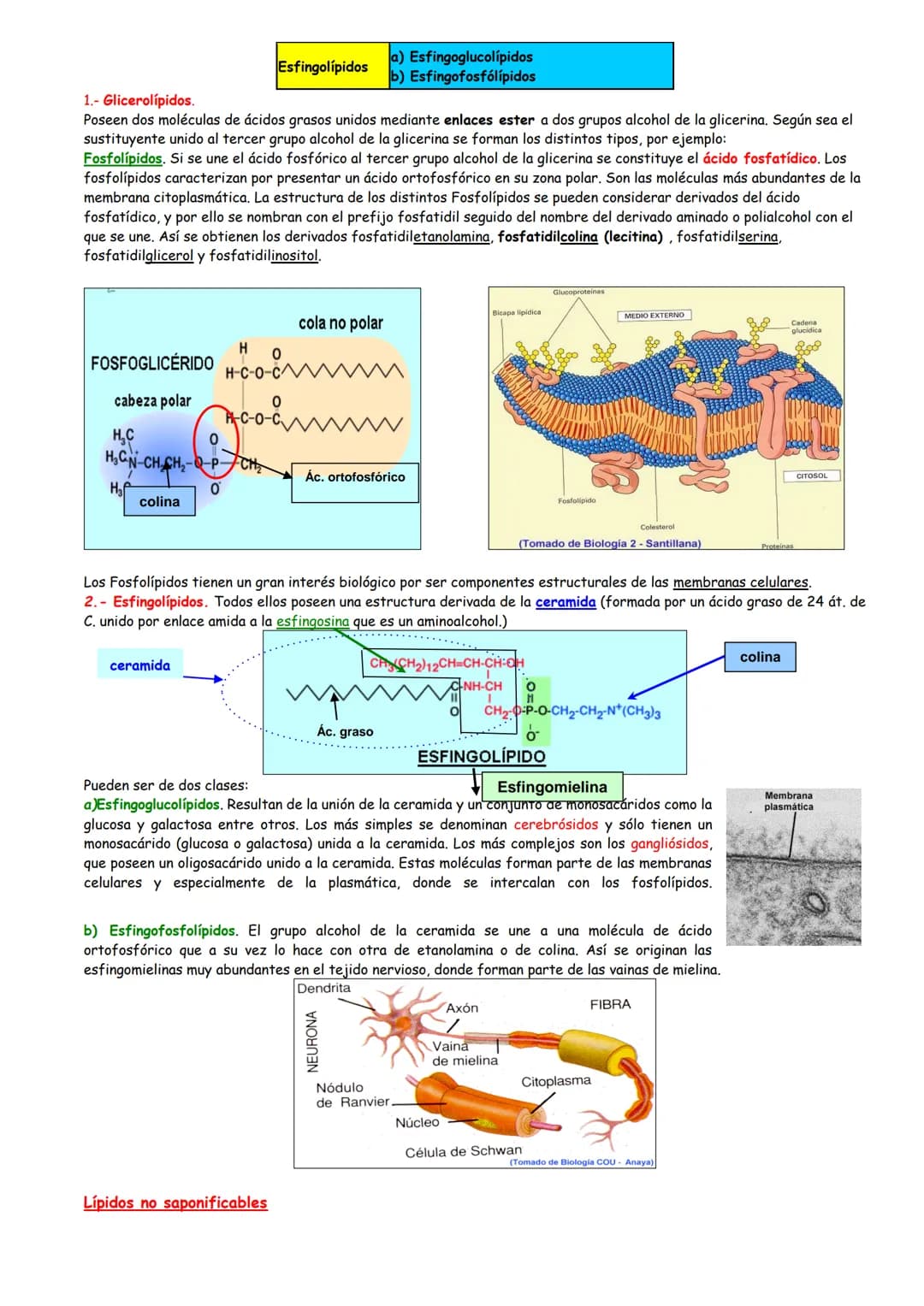 # Lípidos
Concepto de lípido
Clasificación de los lípidos
Los ácidos grasos
- Características
- Clasificación
- Propiedades
Lípidos SAPON