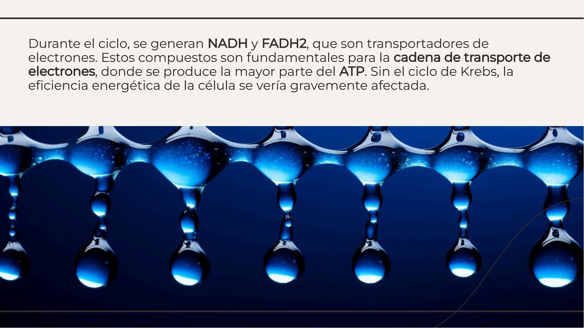 # Ciclo de Krebs: El Motor
Energético de la Célula # Introducción al Ciclo de Krebs
El Ciclo de Krebs, también conocido como
el ciclo del