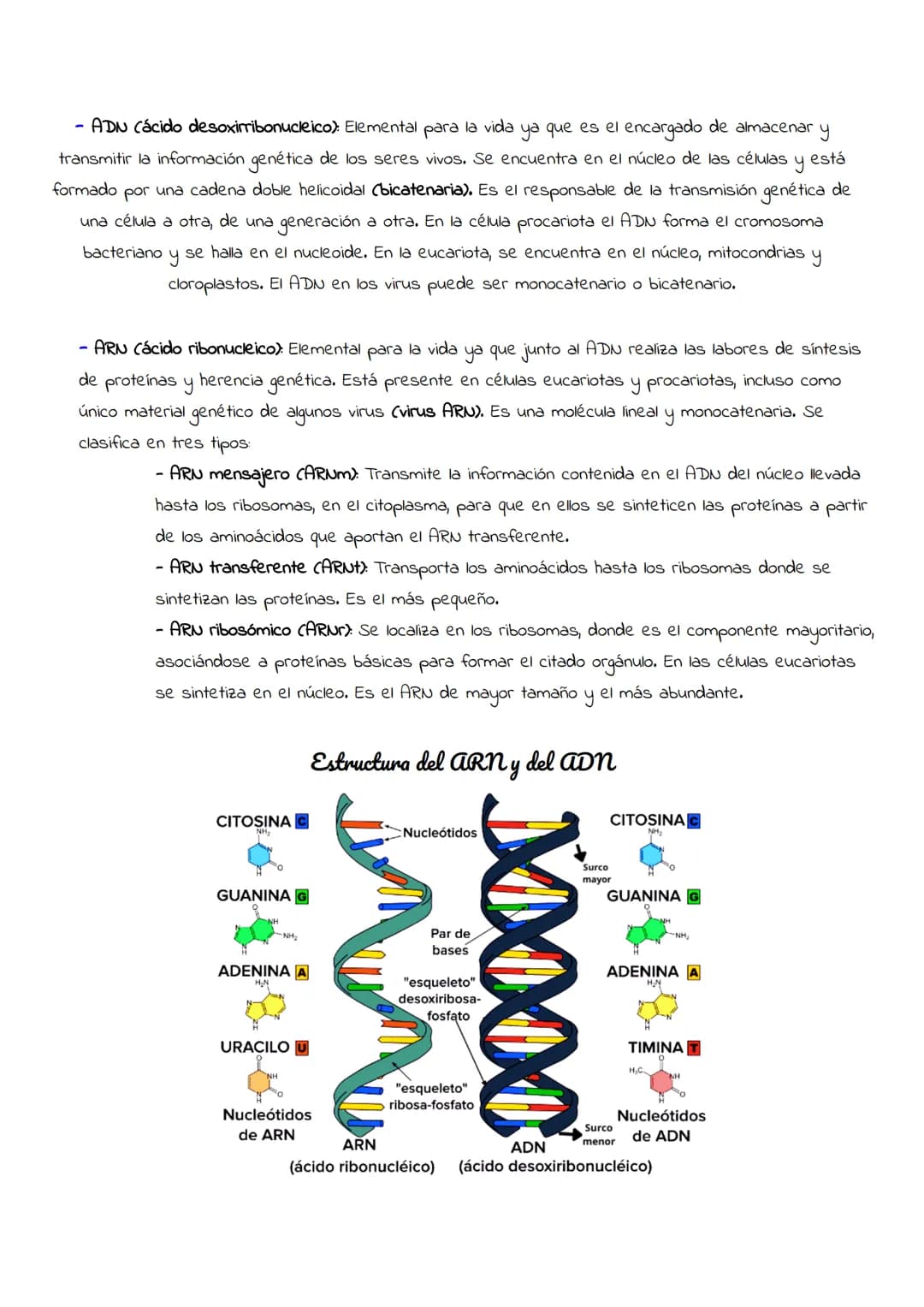 Temario completo
24/25
BIOLOGÍA # Tema 1 Nivel molecular
1.1- Bioelementos: Componentes orgánicos que forman parte de los seres vivos. Hay
