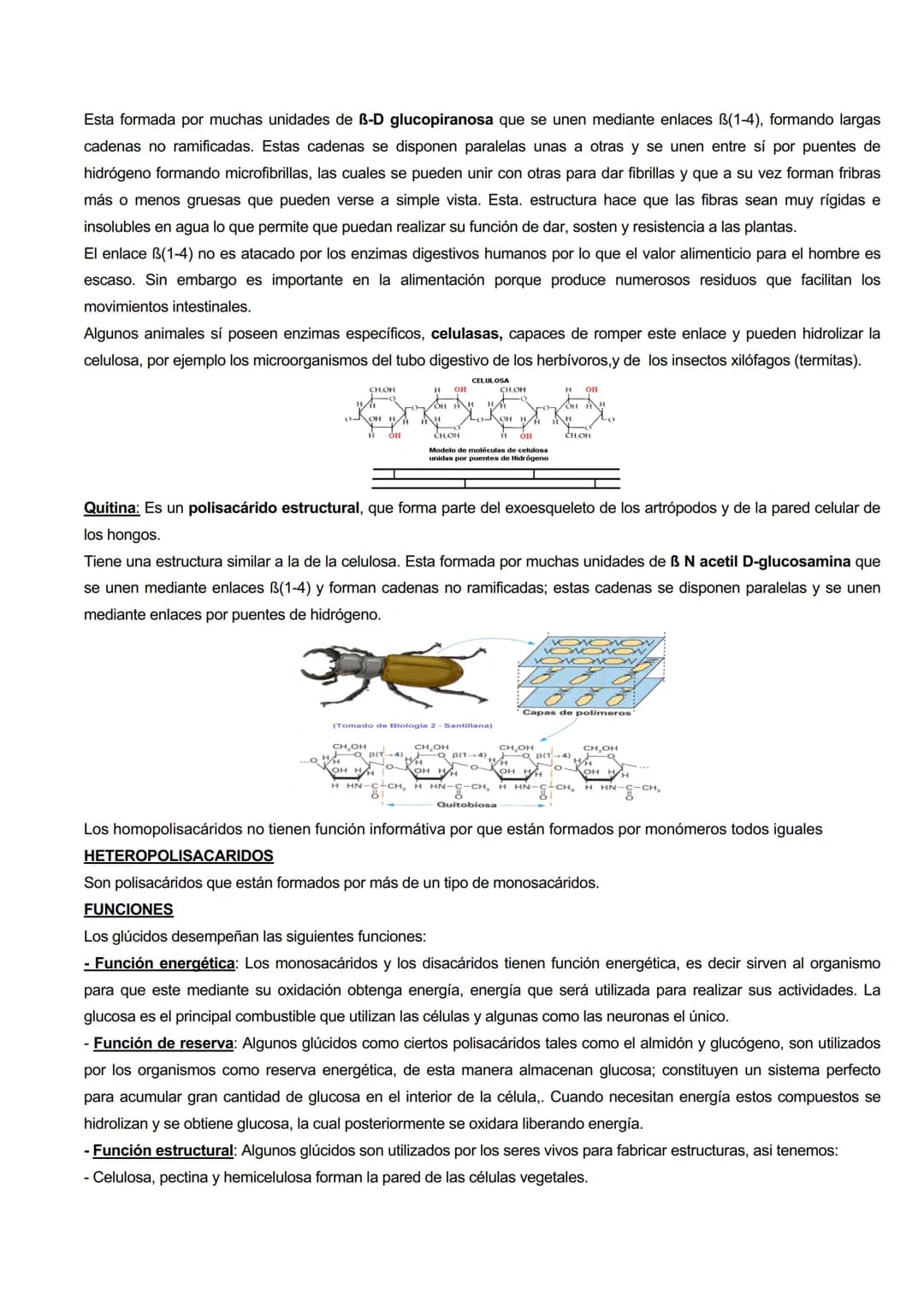 # CARACTERISTICAS GENERALES
GLÚCIDOS
Los glúcidos son biomoléculas orgánicas que están formadas principalmente por C, H y O.
Su formula g