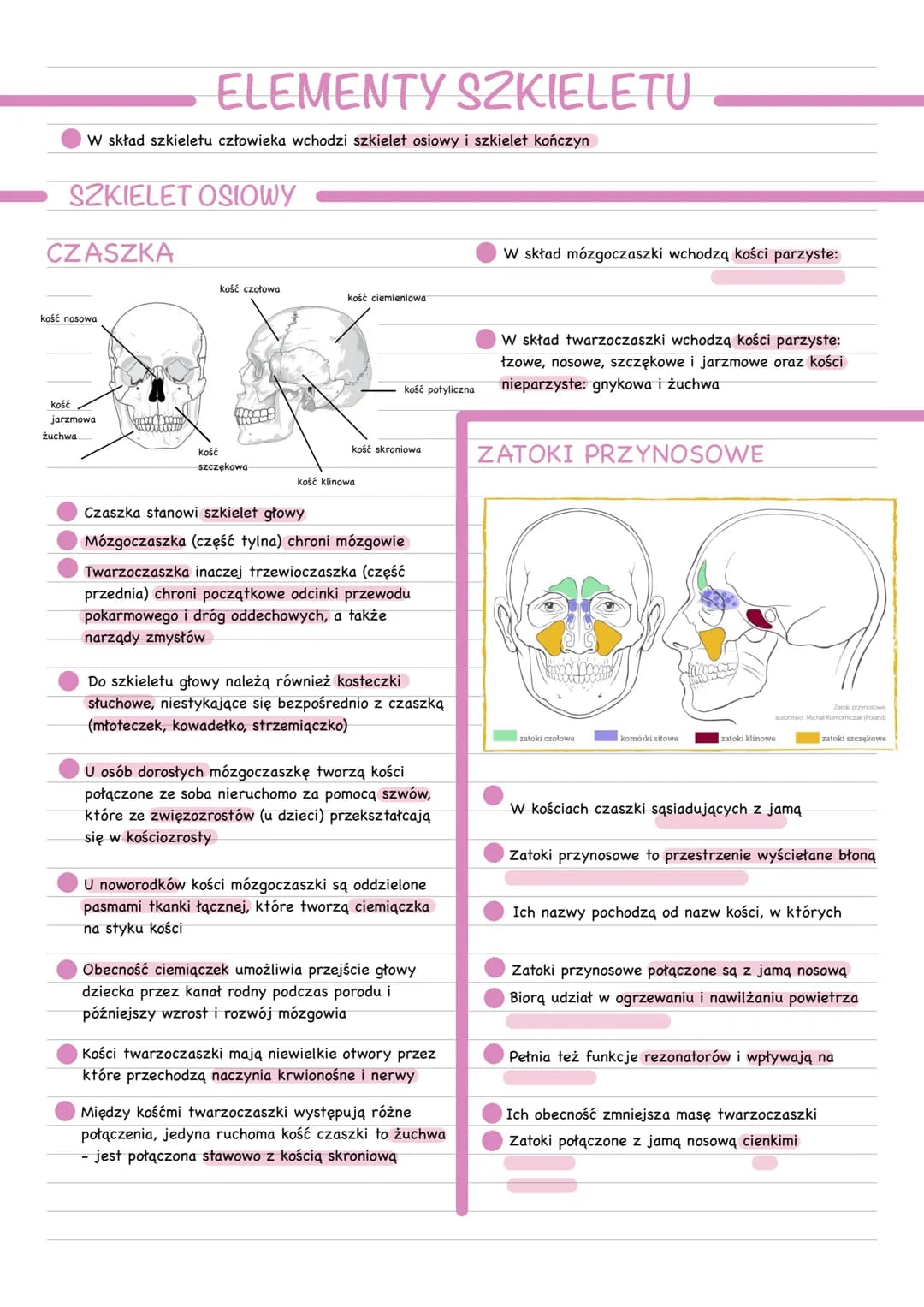 # ELEMENTY SZKIELETU
* W skład szkieletu człowieka wchodzi szkielet osiowy i szkielet kończyn
# SZKIELET OSIOWY
## CZASZKA
* W skład
