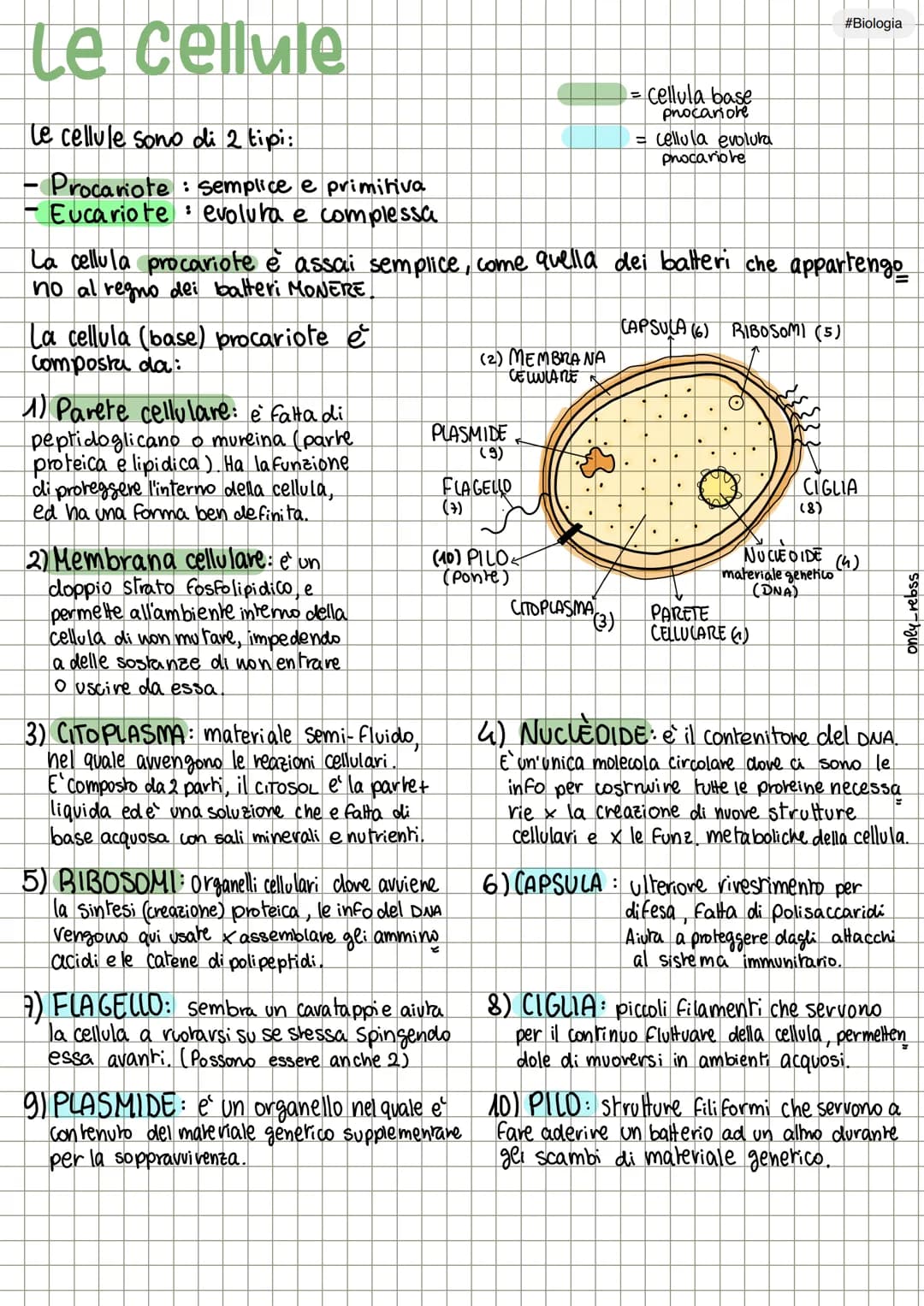 # Le cellule
Le cellule sono di 2 tipi:
- Procariote: semplice e primitiva
- Eucariote evoluta e complessa
= Cellula base
procariore
= c