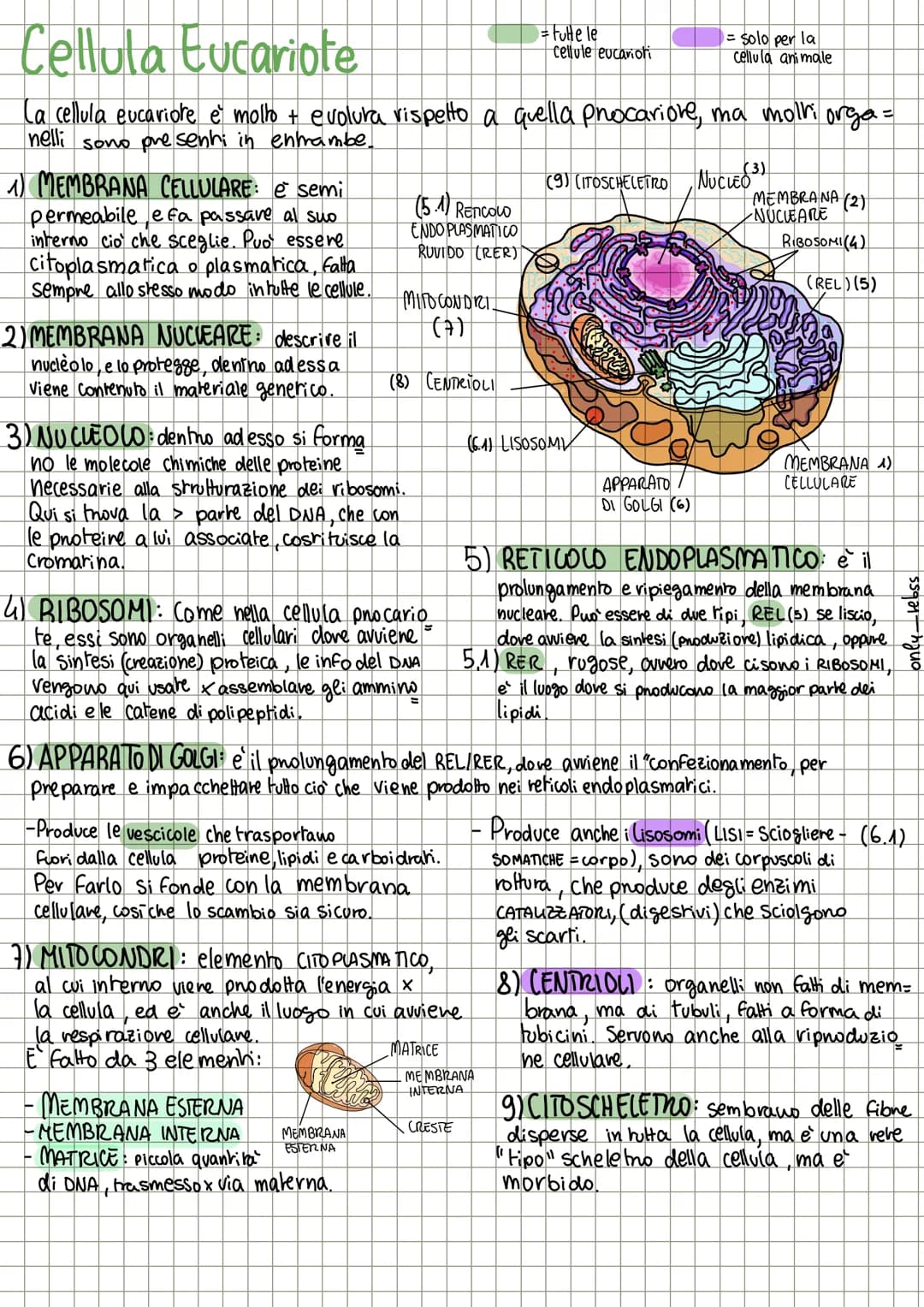 # Le cellule
Le cellule sono di 2 tipi:
- Procariote: semplice e primitiva
- Eucariote evoluta e complessa
= Cellula base
procariore
= c