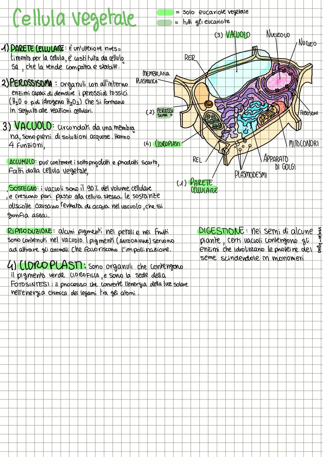 # Le cellule
Le cellule sono di 2 tipi:
- Procariote: semplice e primitiva
- Eucariote evoluta e complessa
= Cellula base
procariore
= c