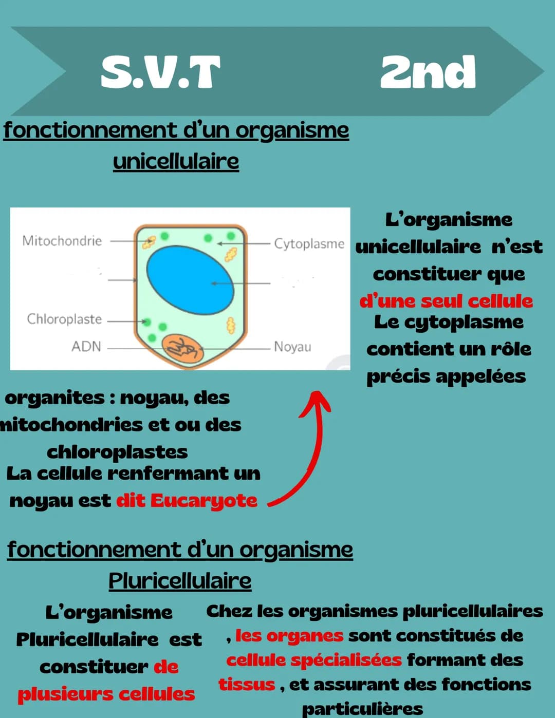 S.V.T
fonctionnement d'un organisme
unicellulaire
2nd
Mitochondrie
Chloroplaste
ADN
organites: noyau, des
mitochondries et ou des
chlo