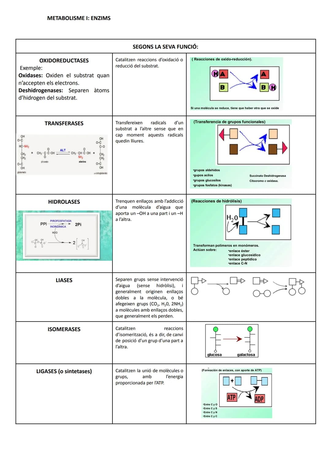METABOLISME I: ENZIMS
1.- Introducció: conceptes bàsics
El metabolisme cel·lular és el conjunt de reaccions que tenen lloc a la cèl·lula.