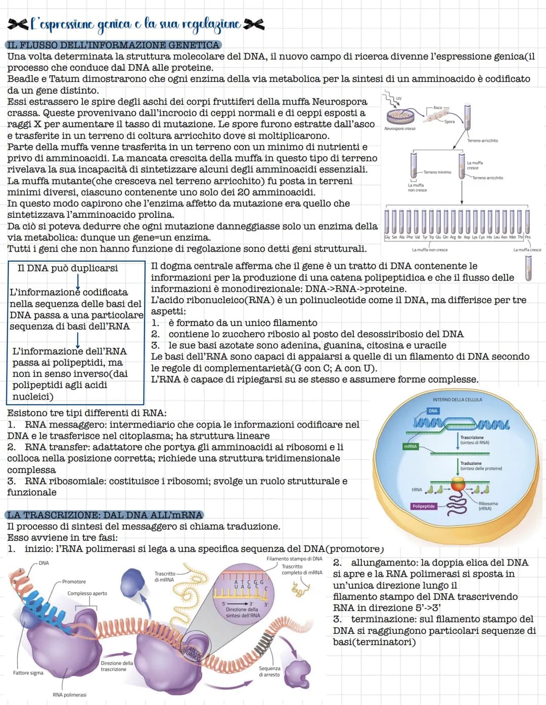 # Struttura e funzione del DNA
## IL RUOLO DEL DNA
La prima tappa che portò alla comprensione del ruolo del DNA fu l'isolamento da parte d