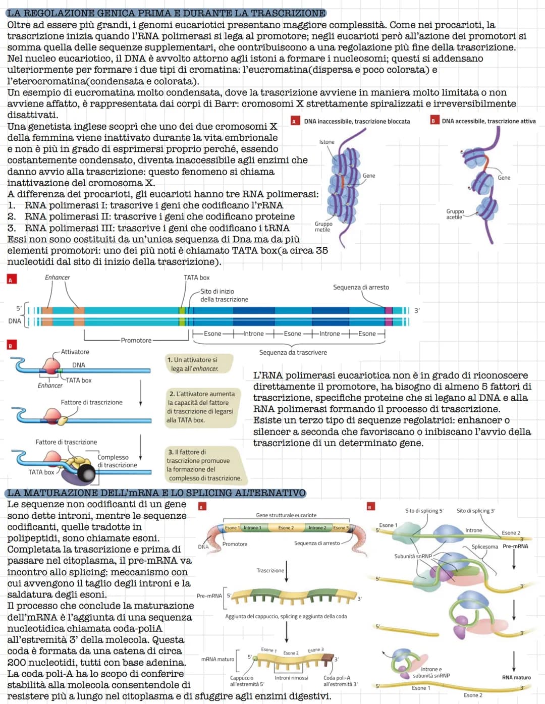 # Struttura e funzione del DNA
## IL RUOLO DEL DNA
La prima tappa che portò alla comprensione del ruolo del DNA fu l'isolamento da parte d