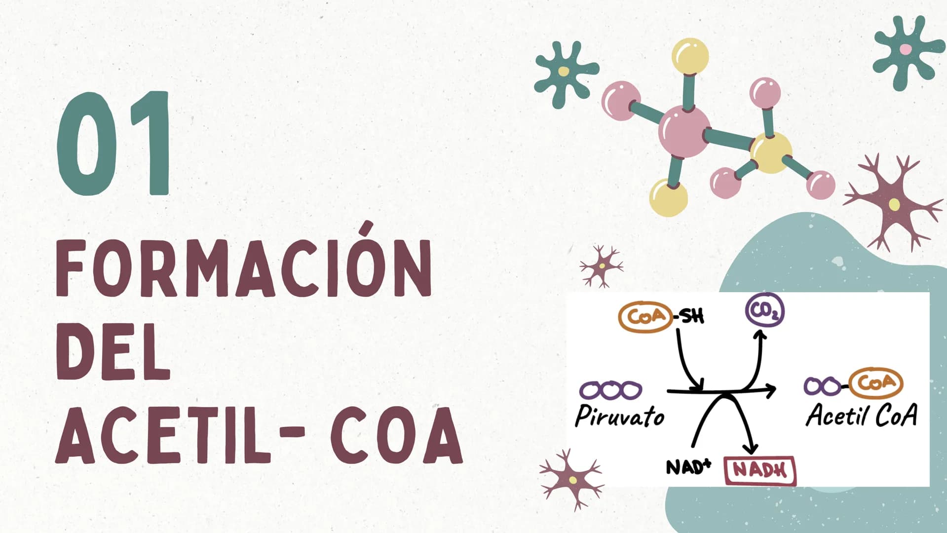 FORMACIÓN
DEL
ACETIL-COA
Y EL
CICLO DE KREBS
CASTRO ROSAS FRIDA JULIETA
LEMBELEMBE LEMBELEMBE JOYCE
SANTAMARIA HERNANDEZ TANIA ISABEL
SUAREZ