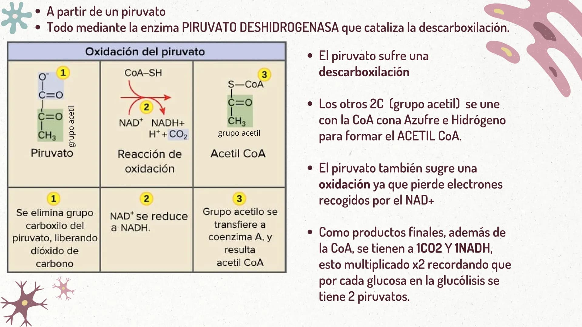 FORMACIÓN
DEL
ACETIL-COA
Y EL
CICLO DE KREBS
CASTRO ROSAS FRIDA JULIETA
LEMBELEMBE LEMBELEMBE JOYCE
SANTAMARIA HERNANDEZ TANIA ISABEL
SUAREZ