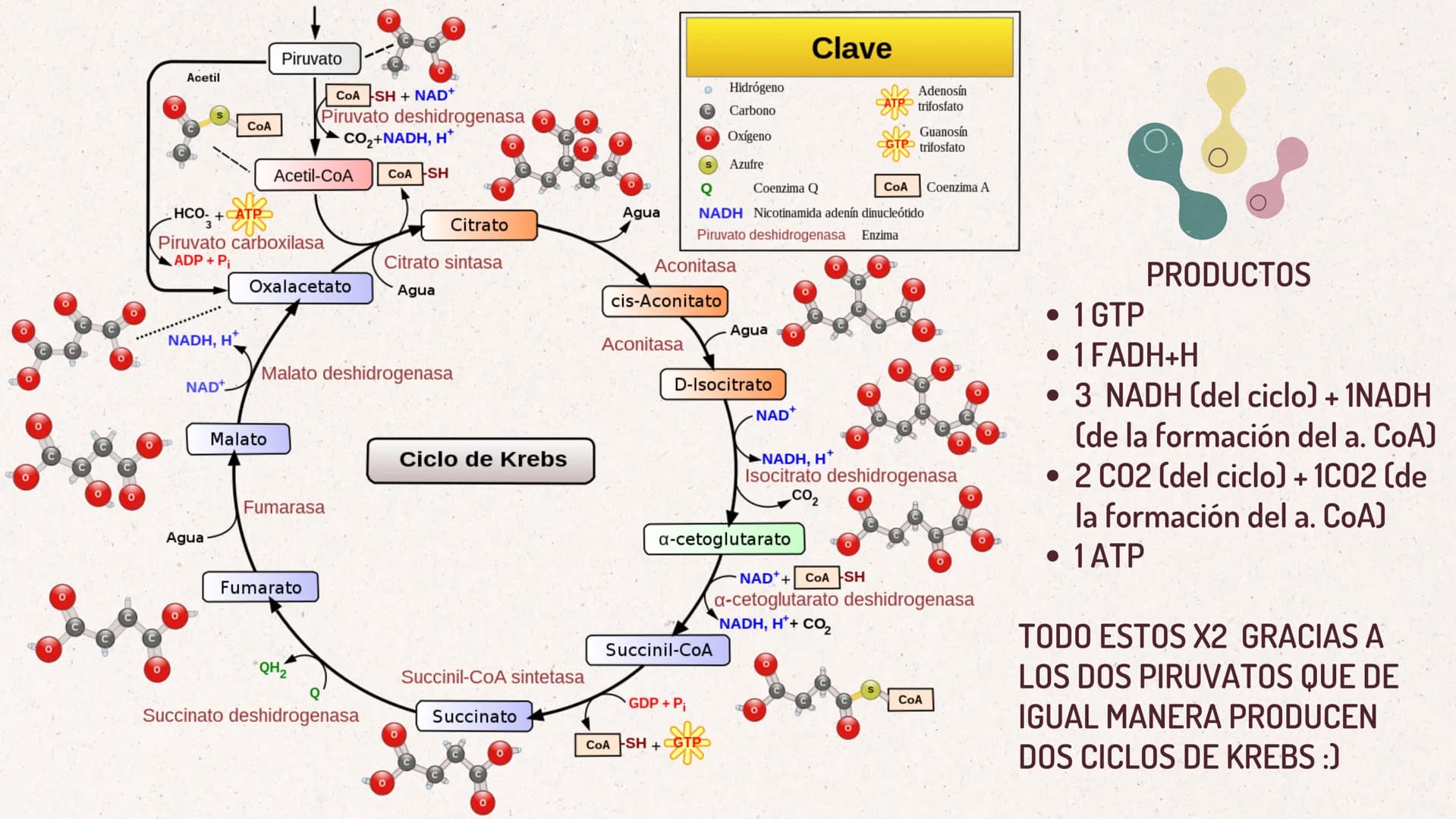 FORMACIÓN
DEL
ACETIL-COA
Y EL
CICLO DE KREBS
CASTRO ROSAS FRIDA JULIETA
LEMBELEMBE LEMBELEMBE JOYCE
SANTAMARIA HERNANDEZ TANIA ISABEL
SUAREZ
