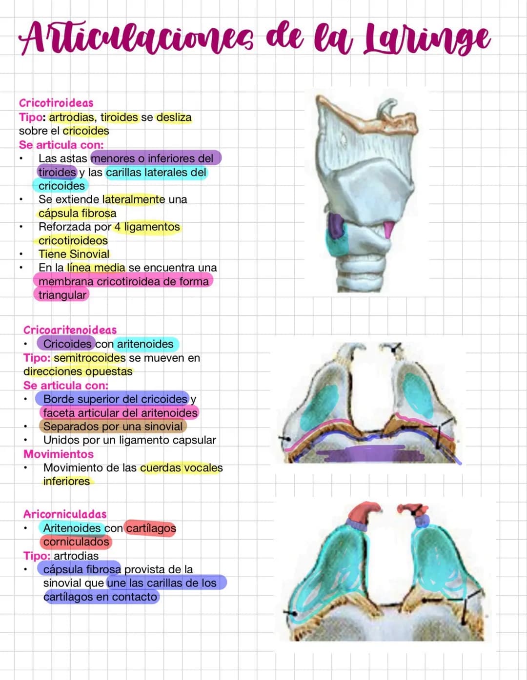 # Articulaciones de la Laringe
Cricotiroideas
Tipo: artrodias, tiroides se desliza
sobre el cricoides
Se articula con:
- Las astas menores