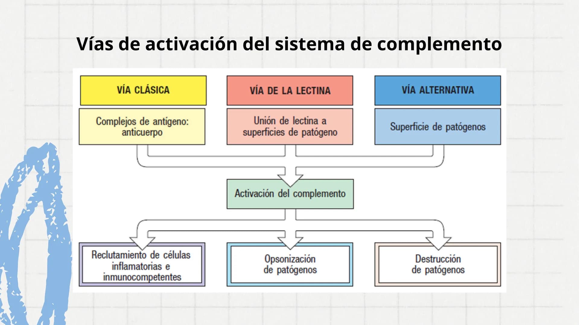 # Sistema del
# Complemento 000
Sistema del complemento y la
inmunidad innata/adaptativa
El complemento es un sistema de
proteínas plasmát