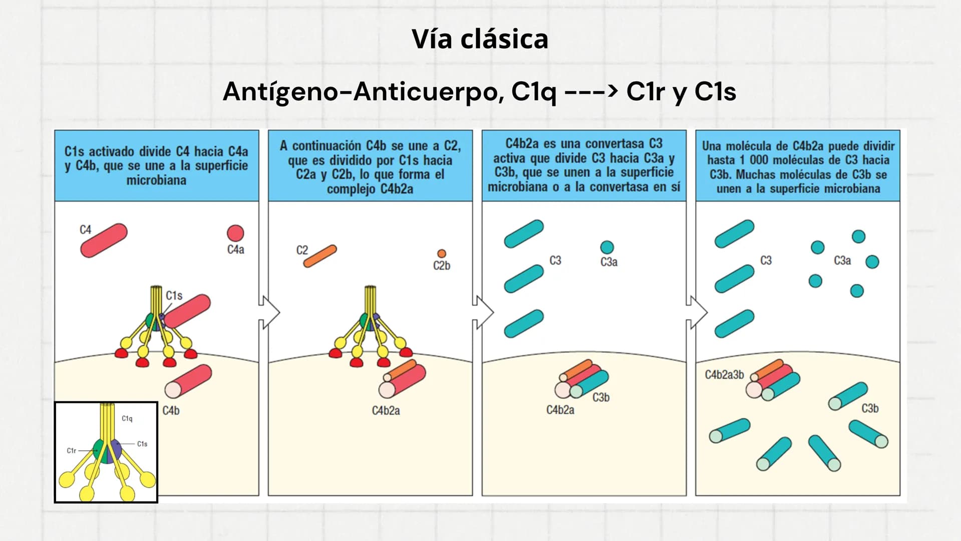# Sistema del
# Complemento 000
Sistema del complemento y la
inmunidad innata/adaptativa
El complemento es un sistema de
proteínas plasmát