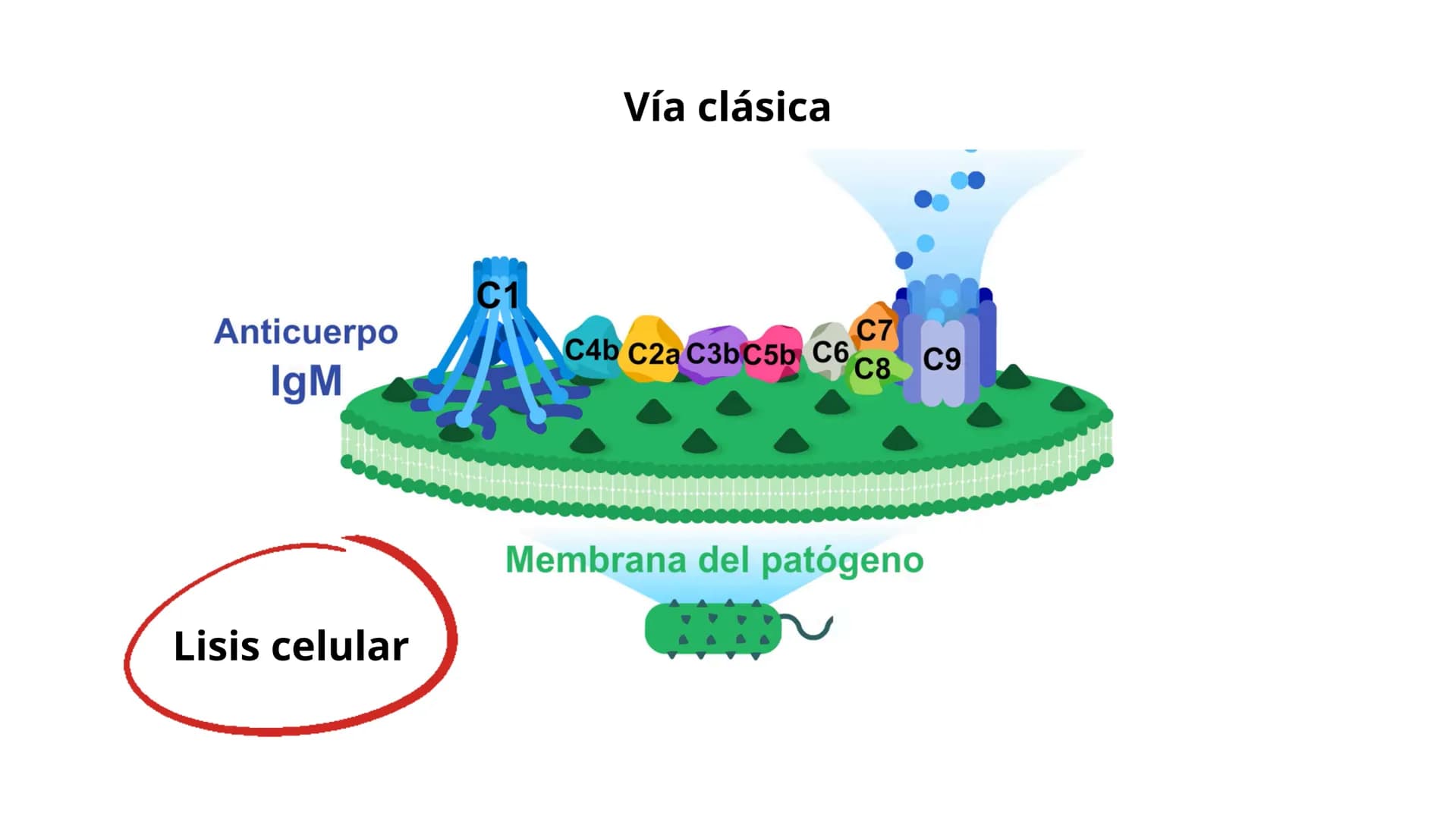 # Sistema del
# Complemento 000
Sistema del complemento y la
inmunidad innata/adaptativa
El complemento es un sistema de
proteínas plasmát