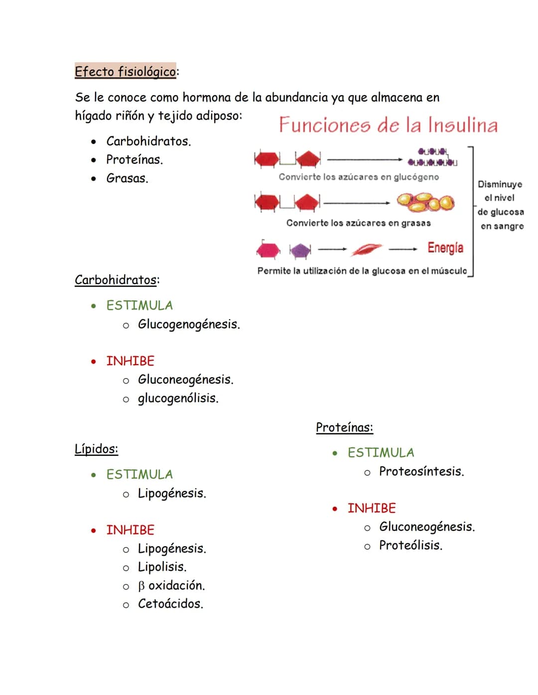 # Páncreas endocrino
Ubicación anatómica:
Órgano retroperitoneal, se extiende
transversalmente desde el duodeno
hasta el bazo, por detrás d
