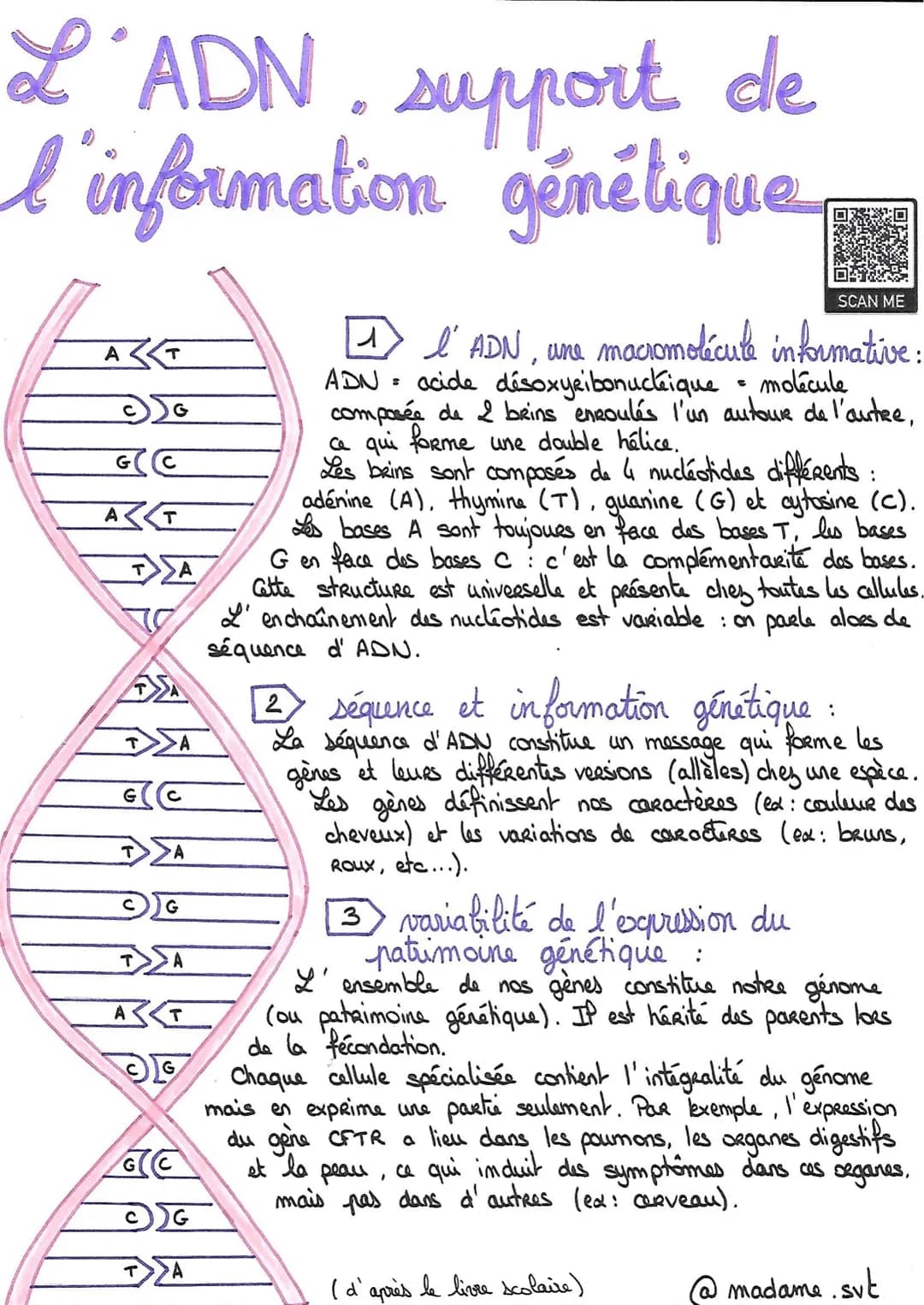 # L'ADN. support de
l'information génétique
A
T
GC
AT
G
TA
TA
GC
T
A
CG
TA
AT
G
GC
CG
T
A
SCAN ME
1
☑ l' ADN, une macromol
