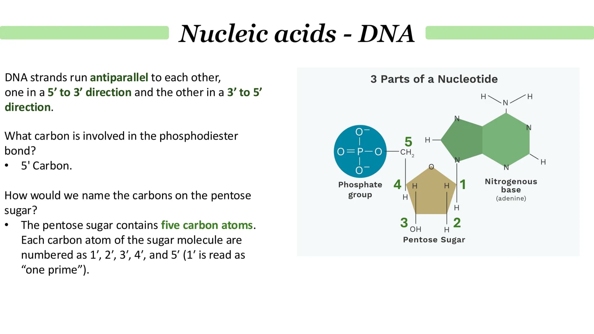 # Nucleic acids - DNA
What is DNA?
It stands for deoxyribonucleic acid.
• It a chemical that genetic material in the nucleus is composed o