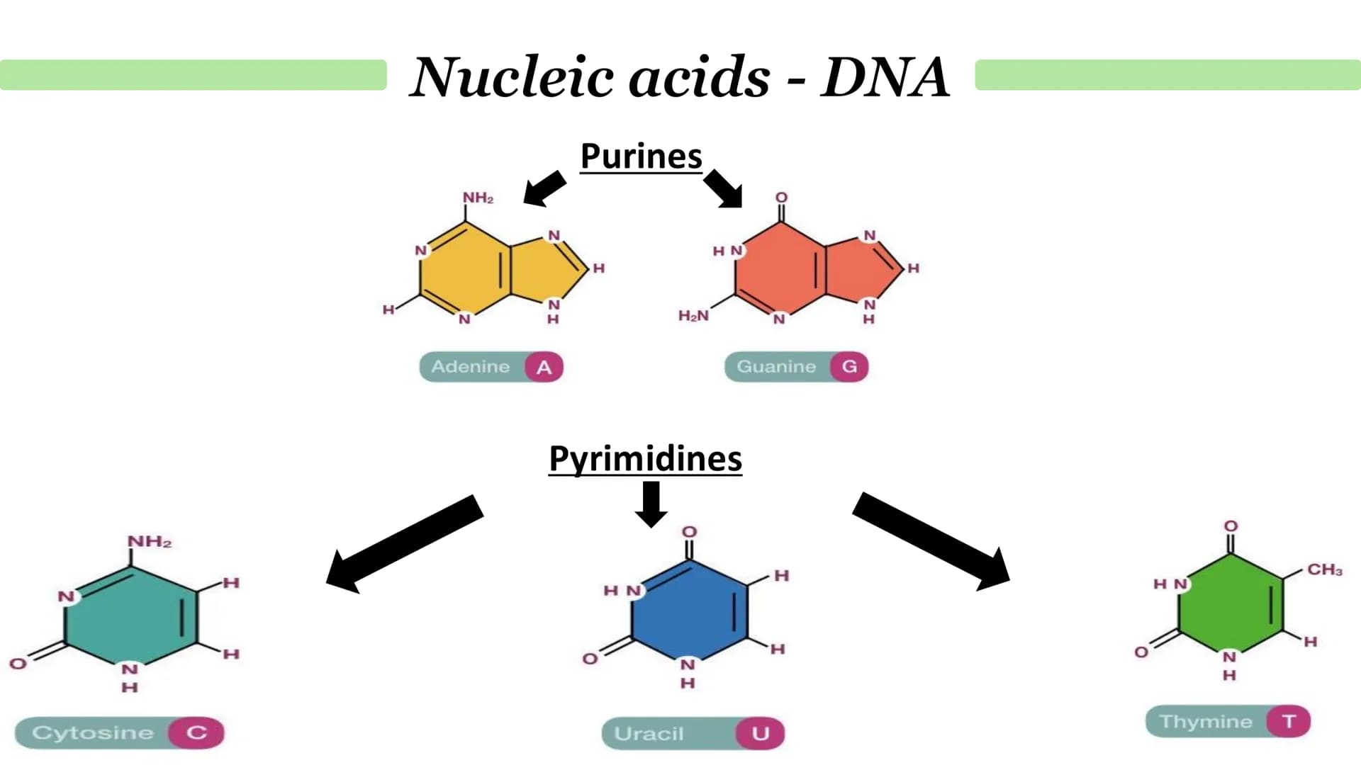 # Nucleic acids - DNA
What is DNA?
It stands for deoxyribonucleic acid.
• It a chemical that genetic material in the nucleus is composed o