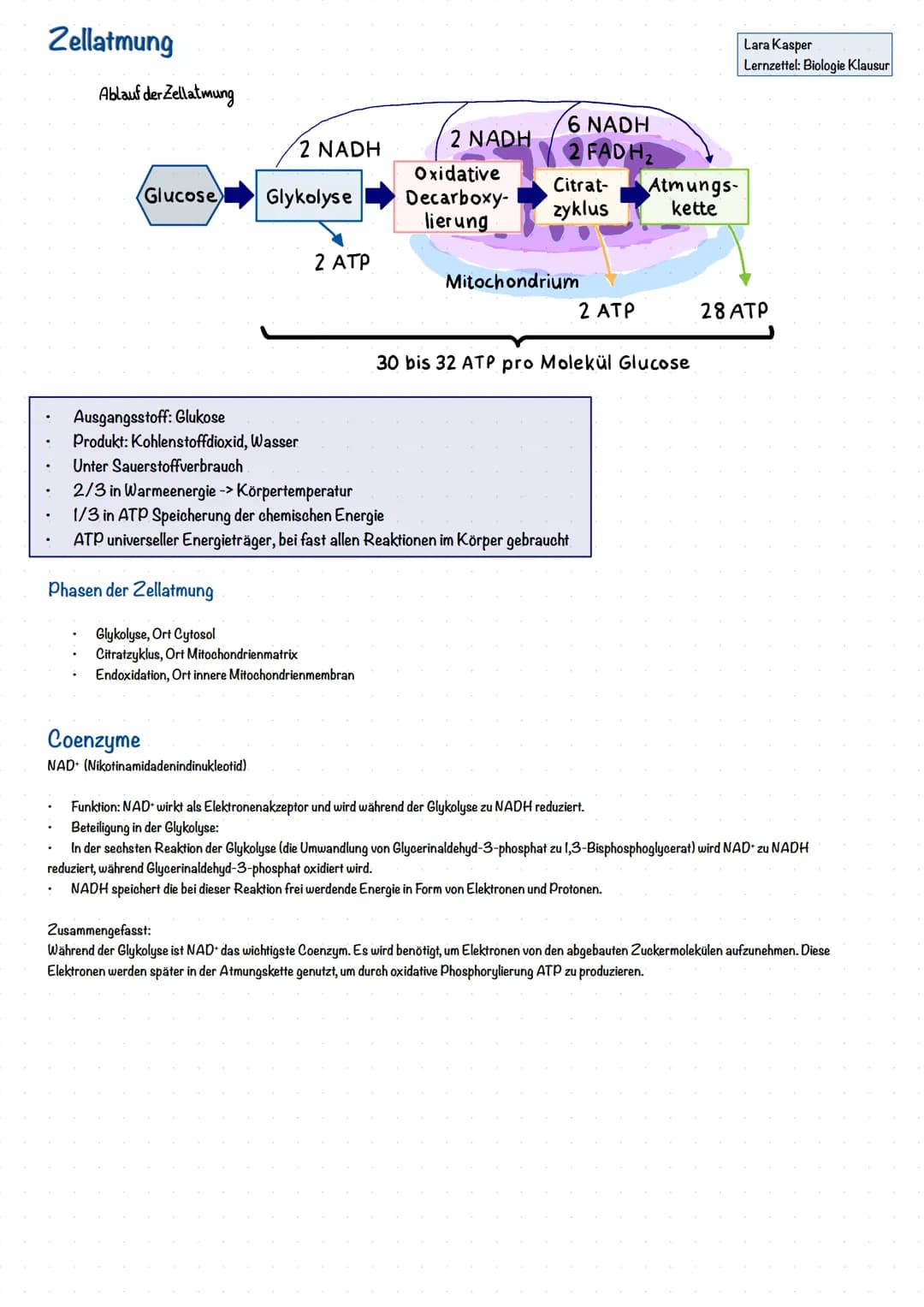 # Zellatmung
Ablauf der Zellatmung
2 NADH
2 NADH
6 NADH
2 FADH2
Lara Kasper
Lernzettel: Biologie Klausur
Glucose
Glykolyse
Oxidative