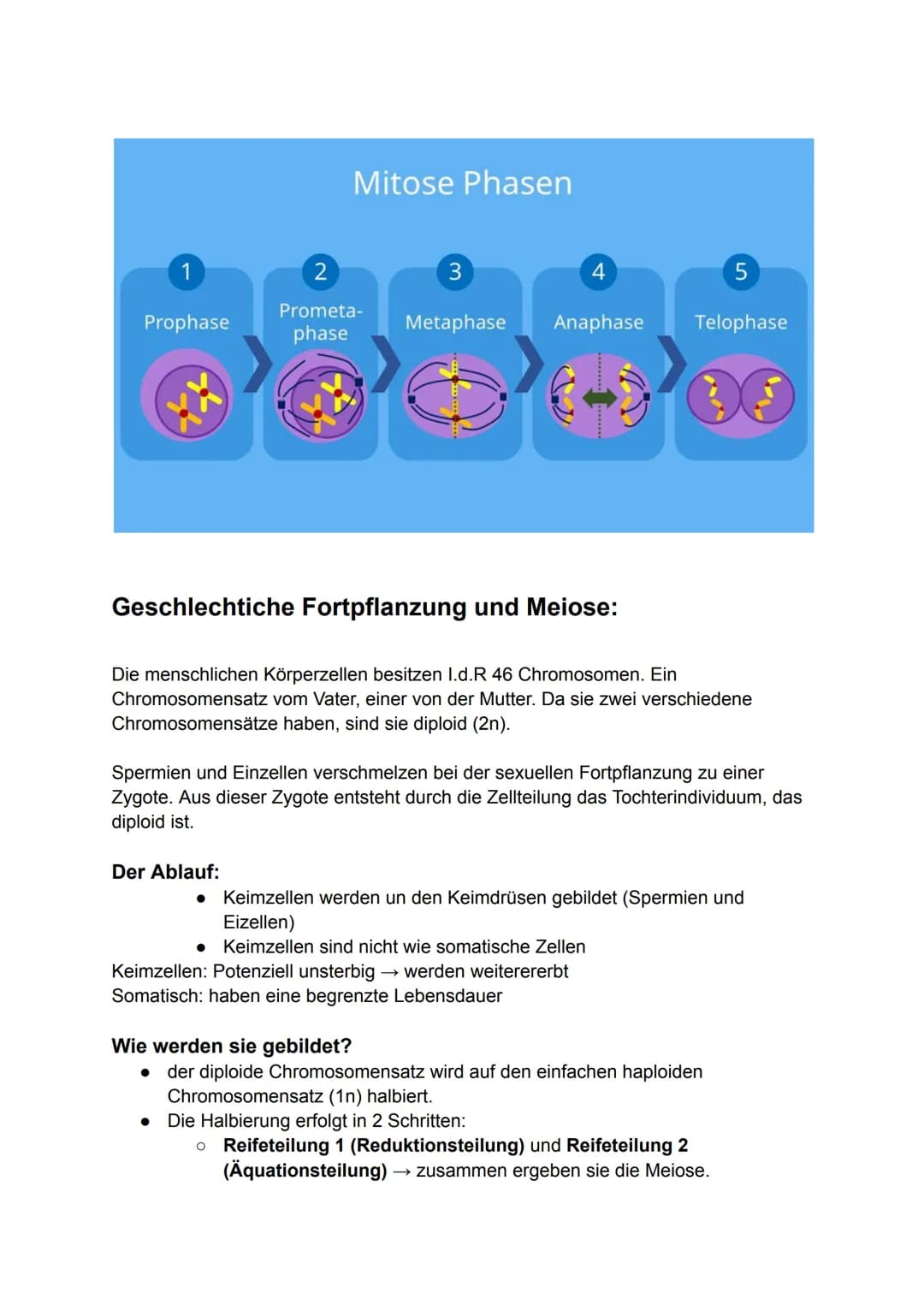 # Genetik
## Gene
### Genetik:
Grundbegriffe die in der Genetik sehr häufig vorkommen:
* DNA: Doppelsträngiges Molekül, trägt Erbinfor