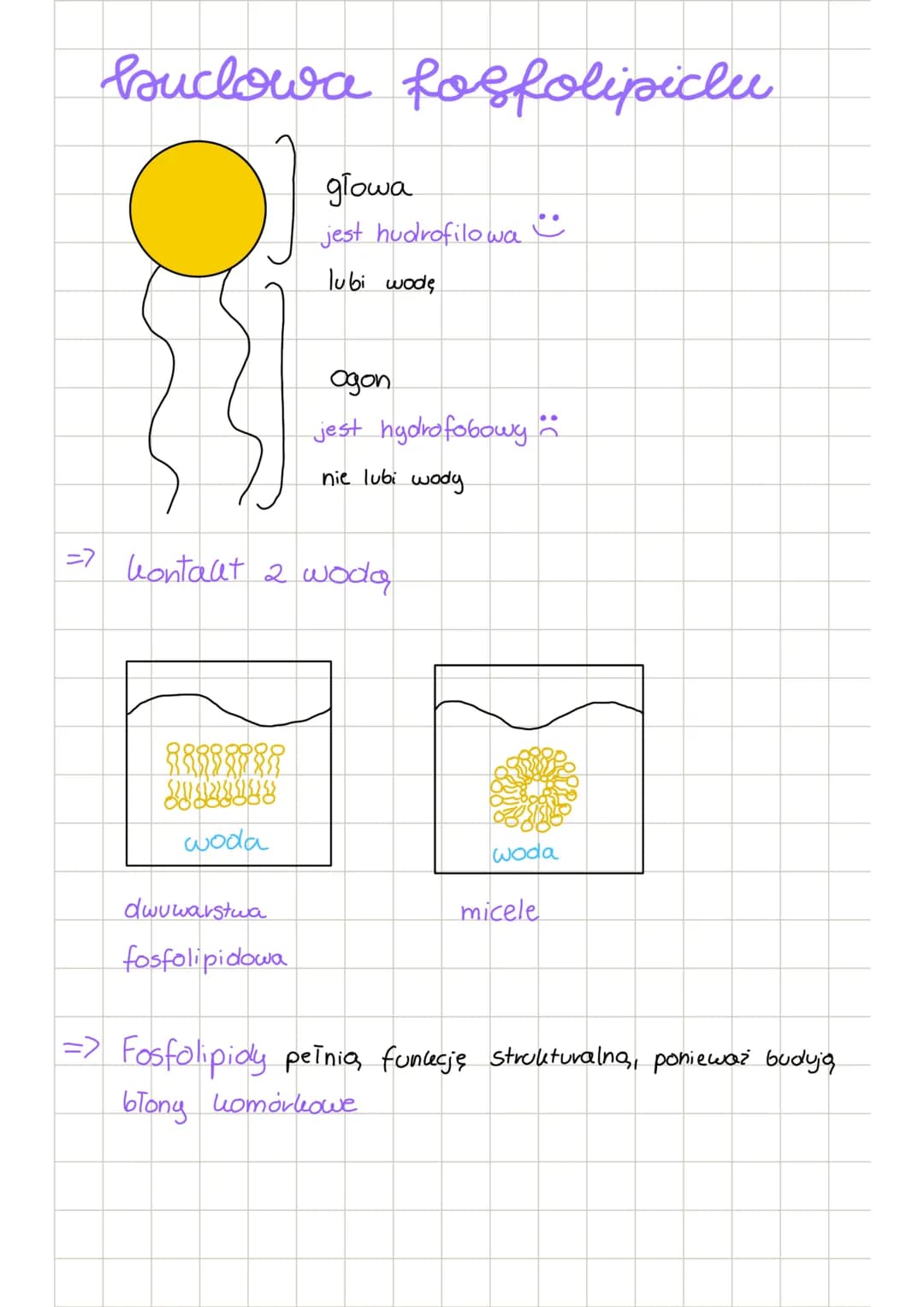 # biologia lipicly
suclowe
$H_2C-o-m$
|
hwas tłuszczowy
=> pierwiastei budujące:
=>
C,H,O
wiązania estrowe
↑
glicerol
wiązanie
es
