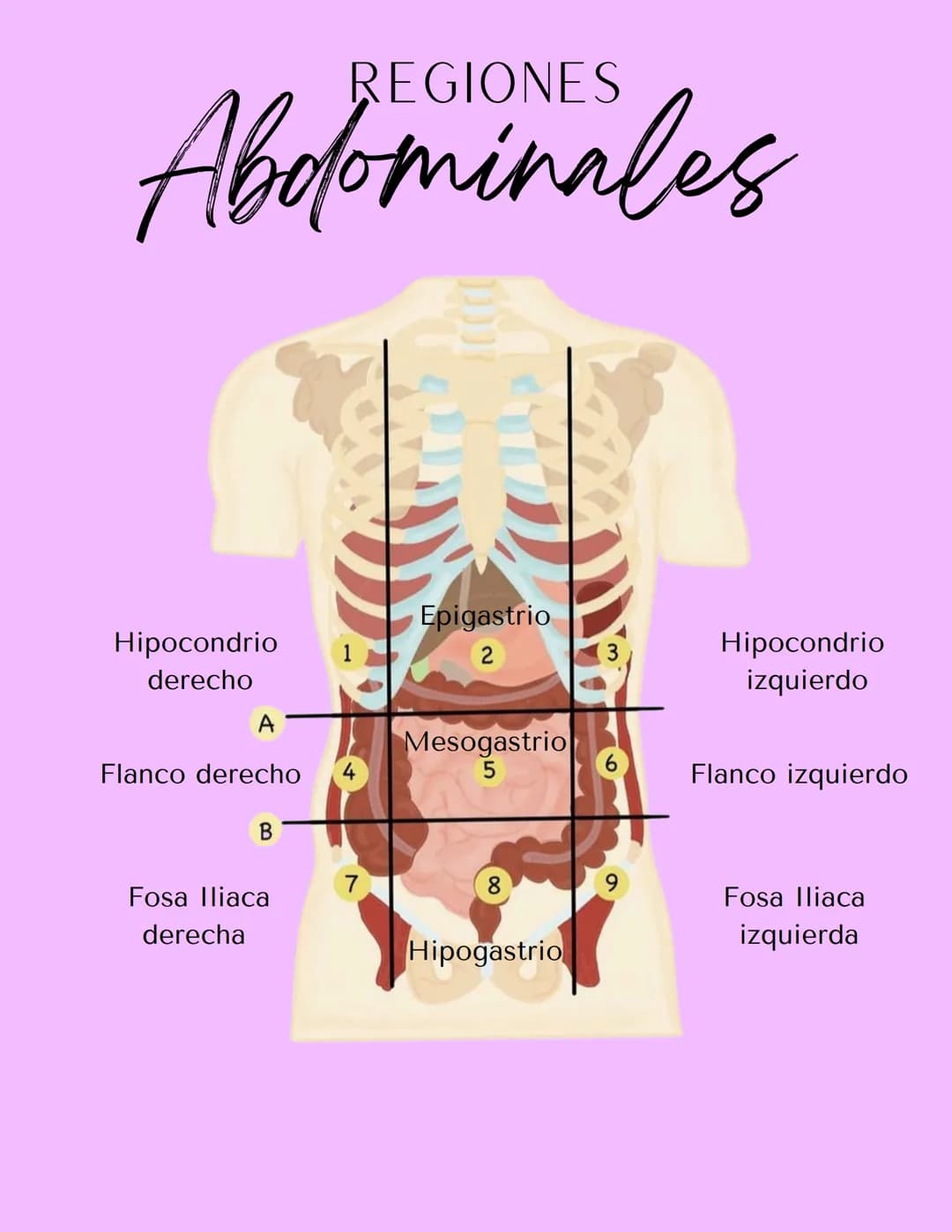 REGIONES
# Abdominales
Epigastrio
Hipocondrio
derecho
1
2
3
Hipocondrio
izquierdo
A
Mesogastrio
Flanco derecho
4
5
6
Flanco izquierdo
B
7
Fo