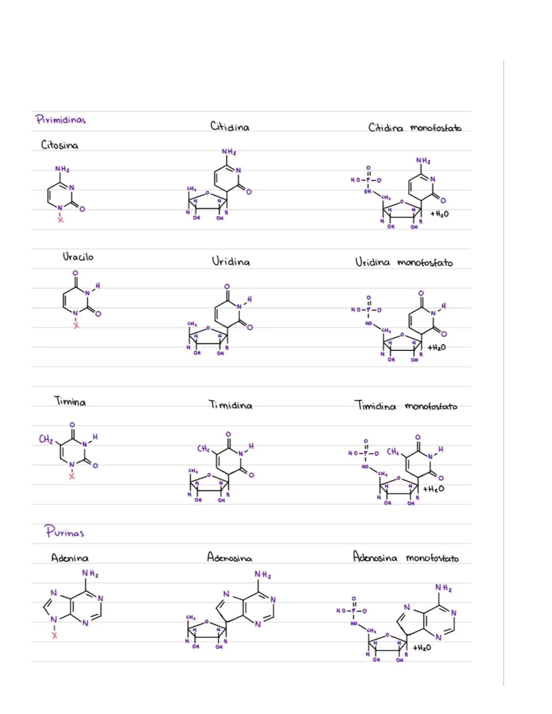 # Acidos Nucleicos
ADN Acido desoxiribonucleico (Cadenas muy largas; millones de nucleotidos unidos).
ARN-Acido vibonucleico (Cadenas pequ