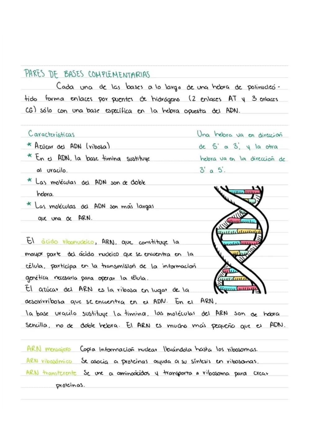# Acidos Nucleicos
ADN Acido desoxiribonucleico (Cadenas muy largas; millones de nucleotidos unidos).
ARN-Acido vibonucleico (Cadenas pequ