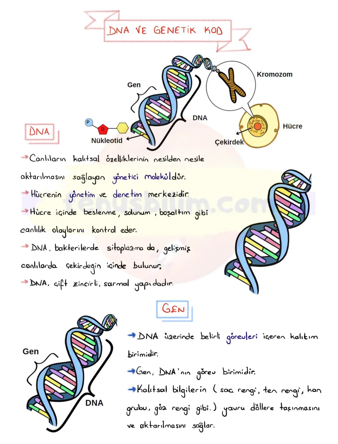 DNA
DNA VE GENETIK KOD
Nükleotid
Gen
DNA
Kromozom
Hücre
Çekirdek
Canlıların kalitsal özelliklerinin nesilden nesile
aktarılmasını sa