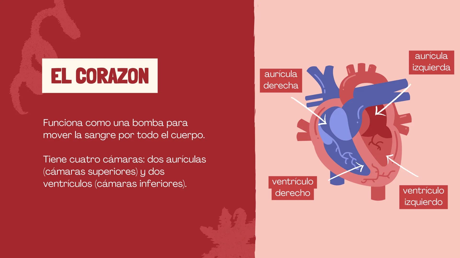 SISTEMA
CIRCULATORIO
CORAZÓN
El papel del corazón, la sangre
y los vasos sanguíneos. EL CORAZON
Funciona como una bomba para
mover la sang
