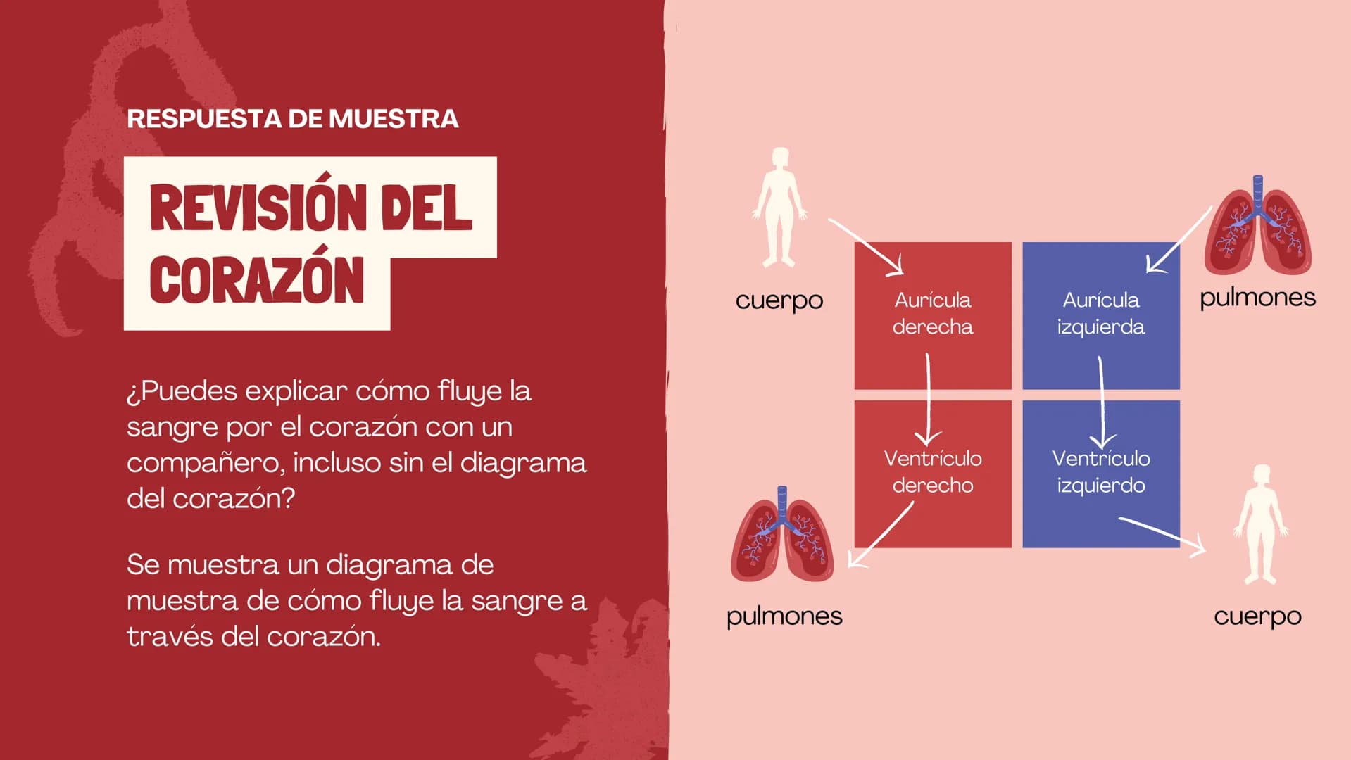 SISTEMA
CIRCULATORIO
CORAZÓN
El papel del corazón, la sangre
y los vasos sanguíneos. EL CORAZON
Funciona como una bomba para
mover la sang