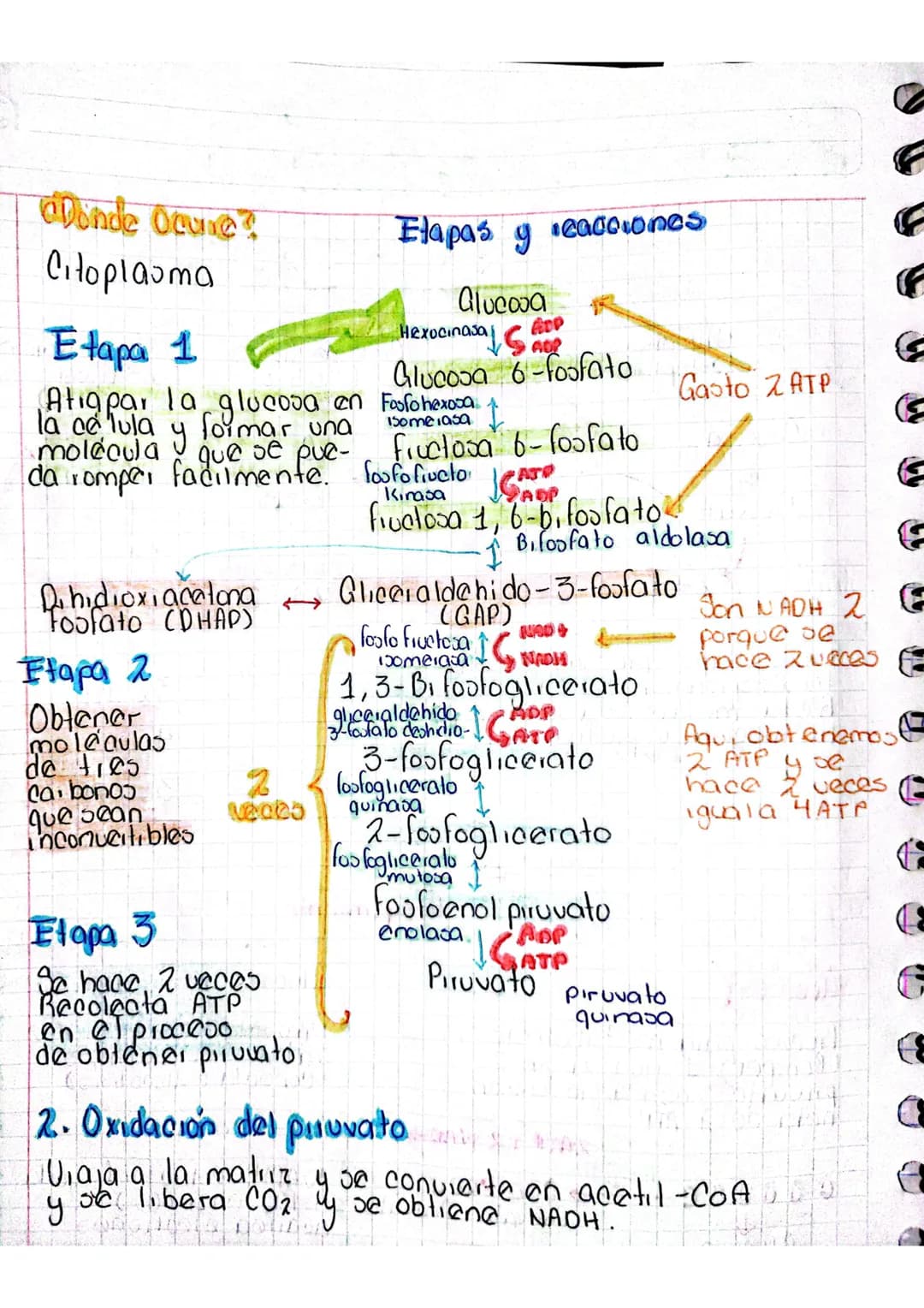 # RESPIRACIÓN
# CELULAR
Glucolios
(citoplasma)
Glucosa
↓
Piluvato
Ciclo de Kiebs Fosfori lación
(Matiiz)
Oxidativa
(ciestas)
Formació