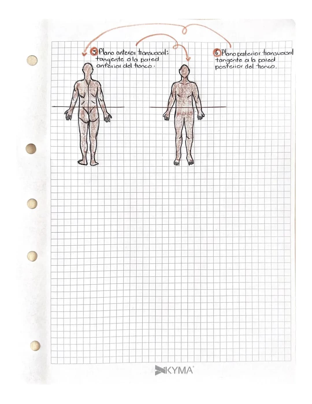 Planimetria
26 agosto
anatómica
Para estudiar al cuerpo humano se considera
De pic
→
Doto
SUPINO
=
Tendido
boca arriba
PRONO-Tendido
boca