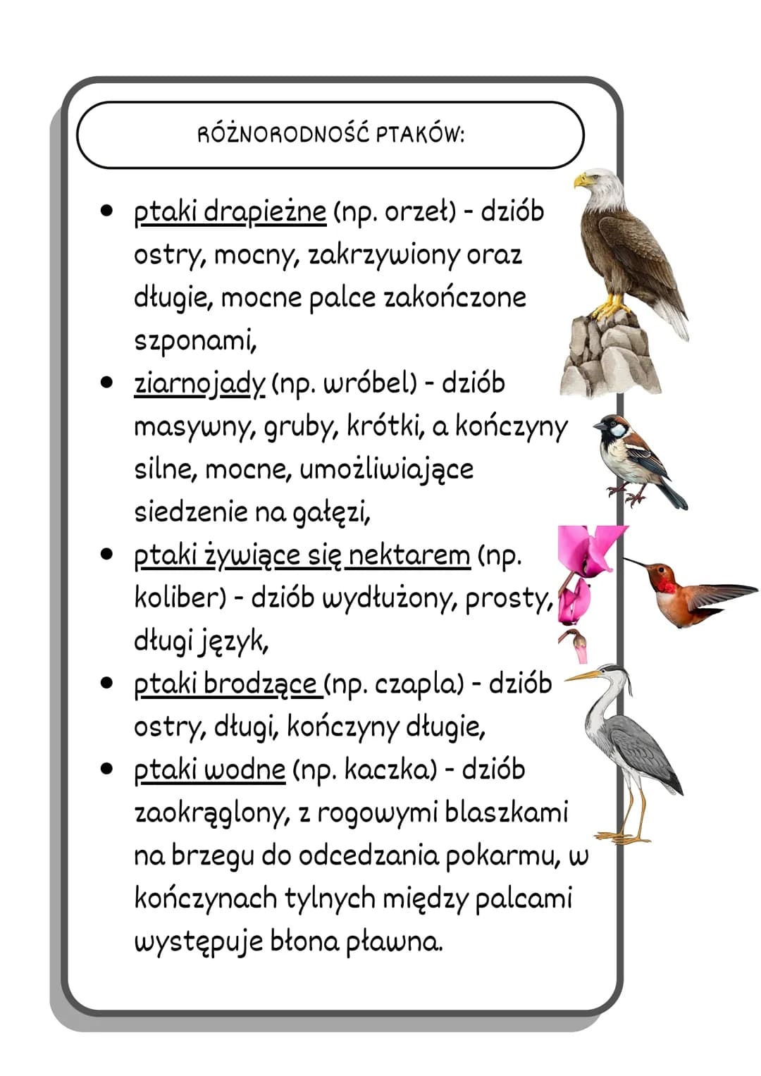 # PTAKI
BUDOWA CIAŁA PTAKÓW
pióra
oko
skrzydło
-dziób
ŚRODOWISKO
ZYCIA:
//
WYSTĘPUJĄ NA WSZYSTKICH KONTYNENTACH.
WYSTĘPUJĄ PRAWIE WE