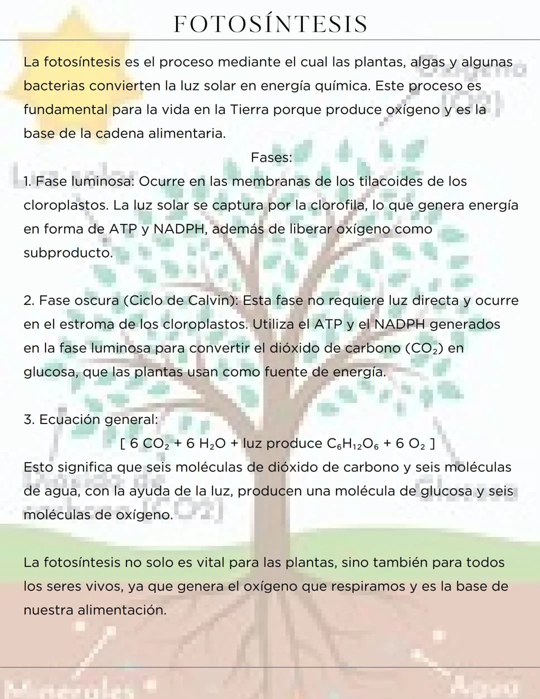# FOTOSÍNTESIS
La fotosíntesis es el proceso mediante el cual las plantas, algas y algunas
bacterias convierten la luz solar en energía quí