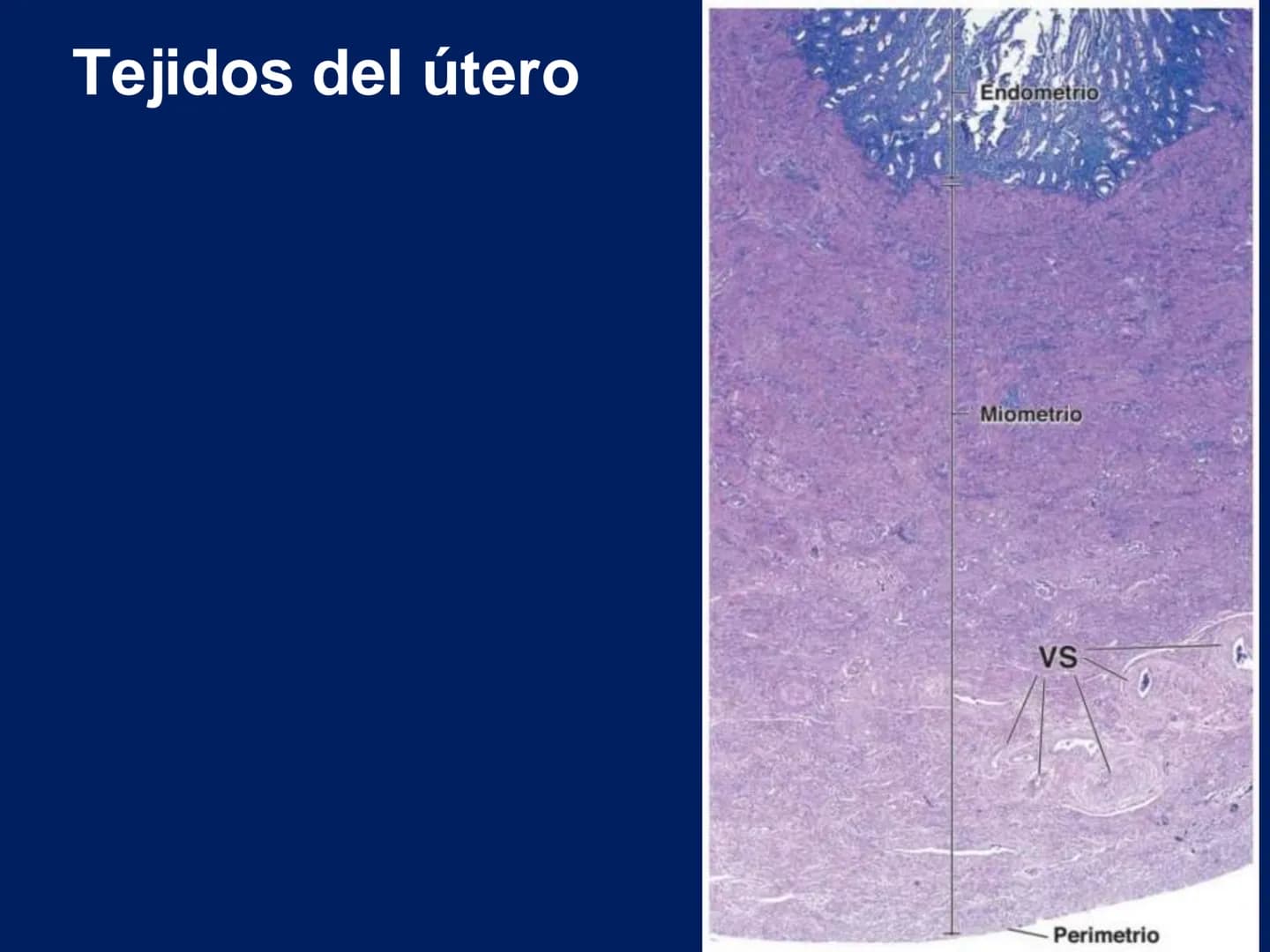 UNIVERSIDAD WESTHILL
VESTIGIA NULLA RETRORSUM
Embriología Humana I
Dr. Alejandro Farrera Hdz.
Desarrollo de
Placenta # Estructuras placent