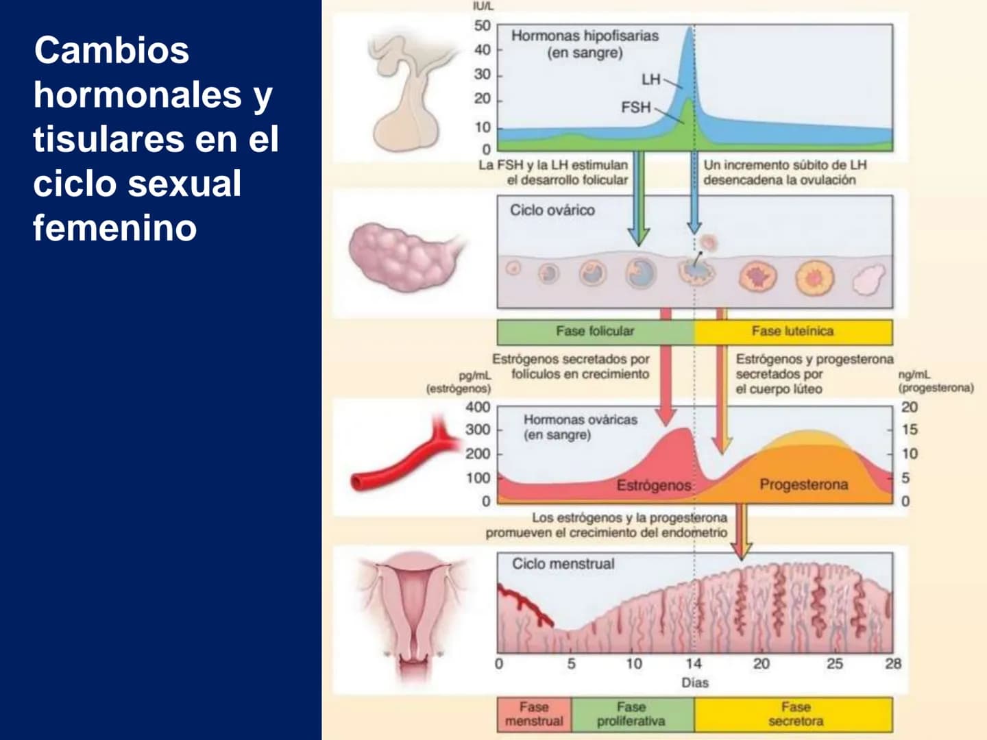 UNIVERSIDAD WESTHILL
VESTIGIA NULLA RETRORSUM
Embriología Humana I
Dr. Alejandro Farrera Hdz.
Desarrollo de
Placenta # Estructuras placent