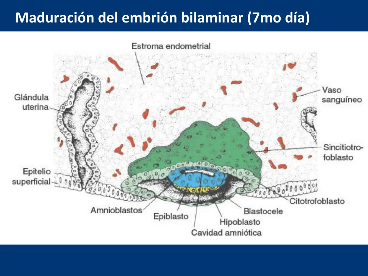 UNIVERSIDAD WESTHILL
VESTIGIA NULLA RETRORSUM
Embriología Humana I
Dr. Alejandro Farrera Hdz.
Desarrollo de
Placenta # Estructuras placent