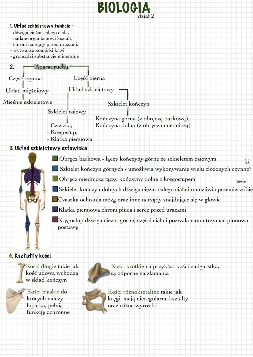 # BIOLOGIA
dział 2
1. Układ szkieletowy funkcje -
- dźwiga ciężar całego ciała,
- nadaje organizmowi kształt,
- chroni narządy przed urazam
