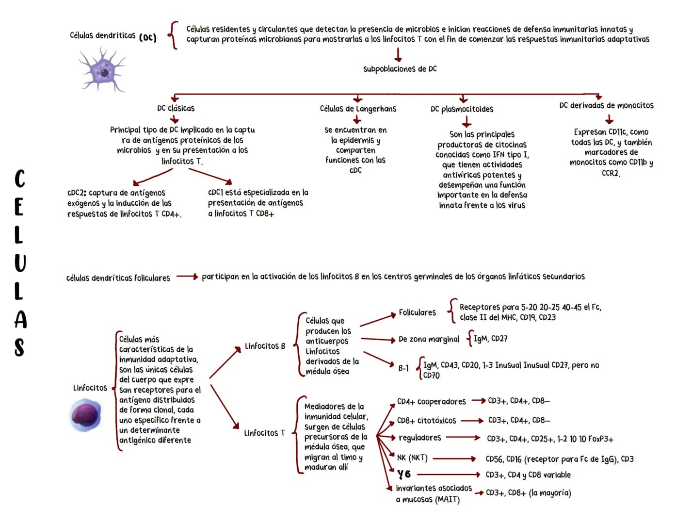 # Células y órganos del sistema inmune
Fagocitos
↓
Ingieren y destruyen
los microbios y los
tejidos dañados.
Neutrofilos
Población más ab