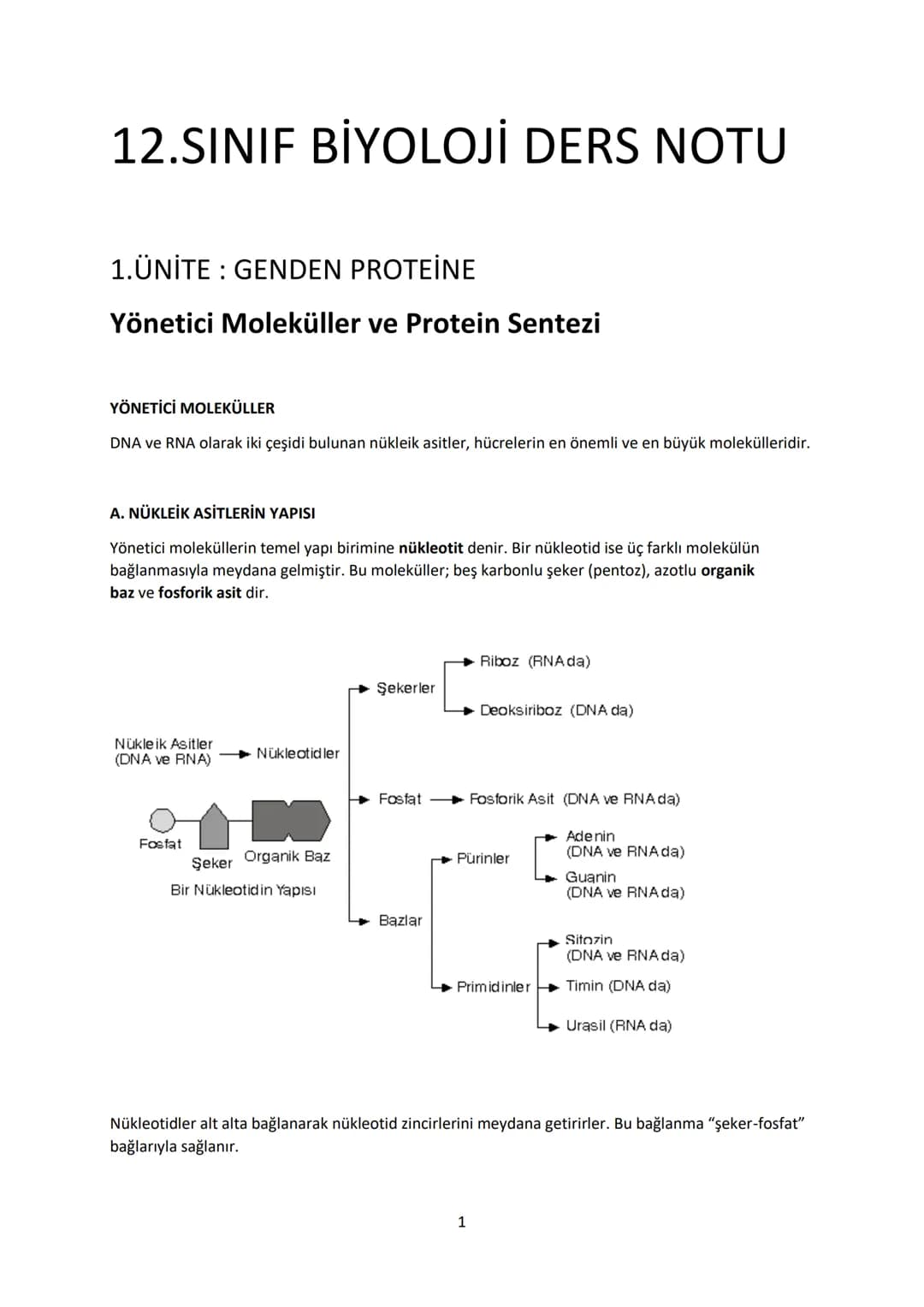 # 12.SINIF BİYOLOJİ DERS NOTU
# 1.ÜNİTE: GENDEN PROTEİNE
## Yönetici Moleküller ve Protein Sentezi
### YÖNETİCİ MOLEKÜLLER
DNA ve RNA ola