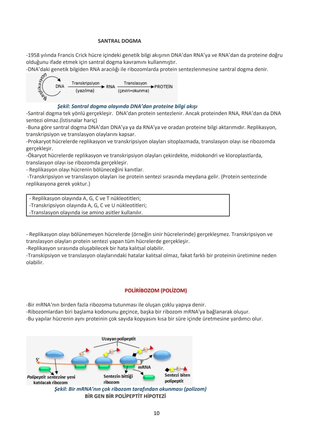 # 12.SINIF BİYOLOJİ DERS NOTU
# 1.ÜNİTE: GENDEN PROTEİNE
## Yönetici Moleküller ve Protein Sentezi
### YÖNETİCİ MOLEKÜLLER
DNA ve RNA ola