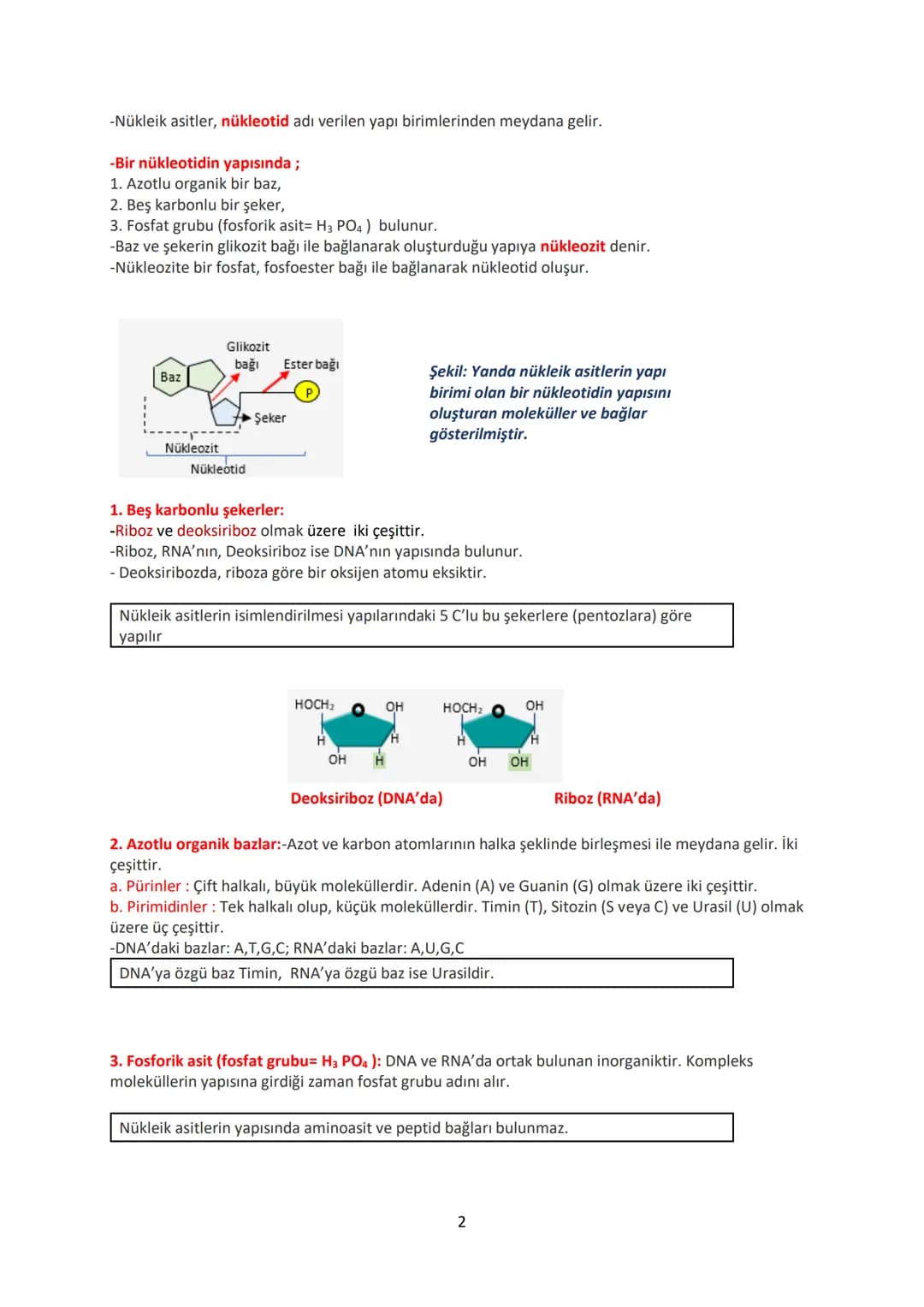 # 12.SINIF BİYOLOJİ DERS NOTU
# 1.ÜNİTE: GENDEN PROTEİNE
## Yönetici Moleküller ve Protein Sentezi
### YÖNETİCİ MOLEKÜLLER
DNA ve RNA ola