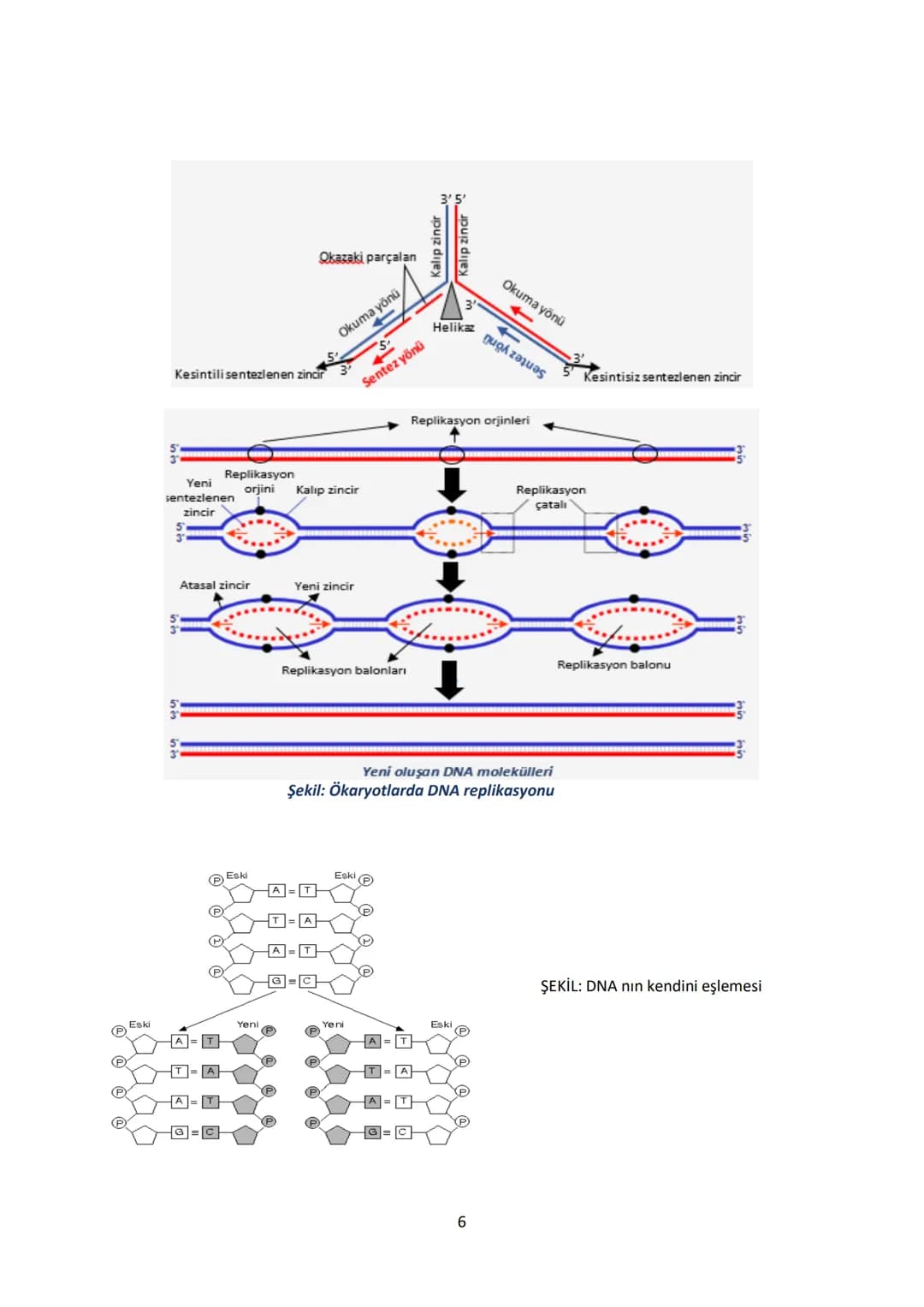 # 12.SINIF BİYOLOJİ DERS NOTU
# 1.ÜNİTE: GENDEN PROTEİNE
## Yönetici Moleküller ve Protein Sentezi
### YÖNETİCİ MOLEKÜLLER
DNA ve RNA ola