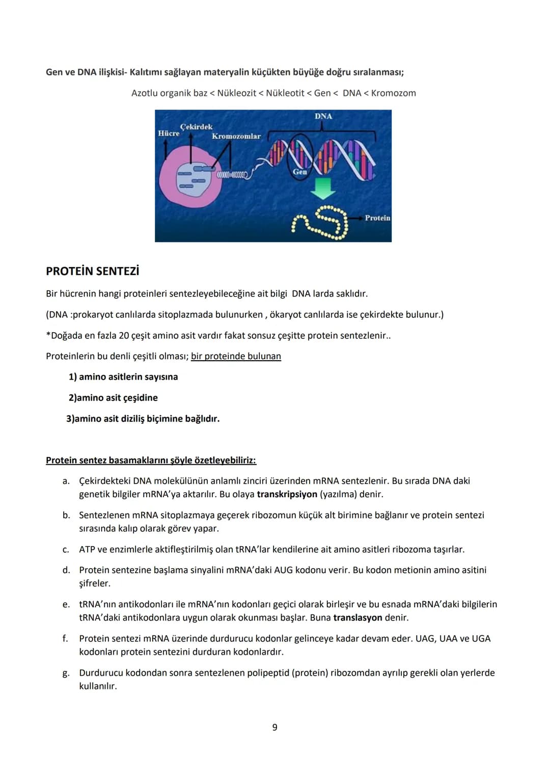 # 12.SINIF BİYOLOJİ DERS NOTU
# 1.ÜNİTE: GENDEN PROTEİNE
## Yönetici Moleküller ve Protein Sentezi
### YÖNETİCİ MOLEKÜLLER
DNA ve RNA ola