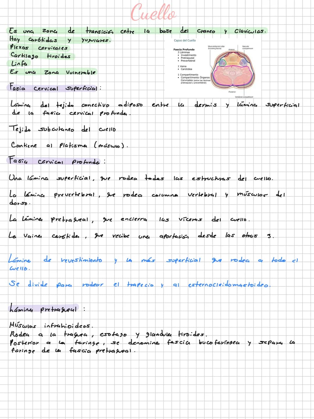 Conceptos básicos
Anatomía:
Anatomía macro y microscopica: Macro Grande -7 órganos / Micro-> Células -> etc.
Terminología: Forma, tamaño,